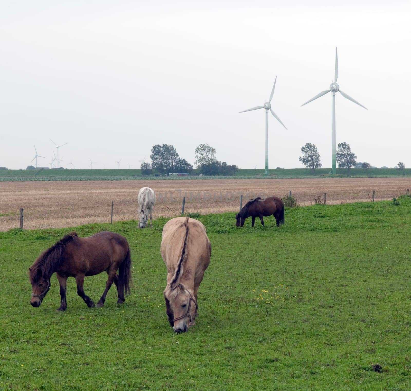 Windraeder, Dithmarschener Halbinsel