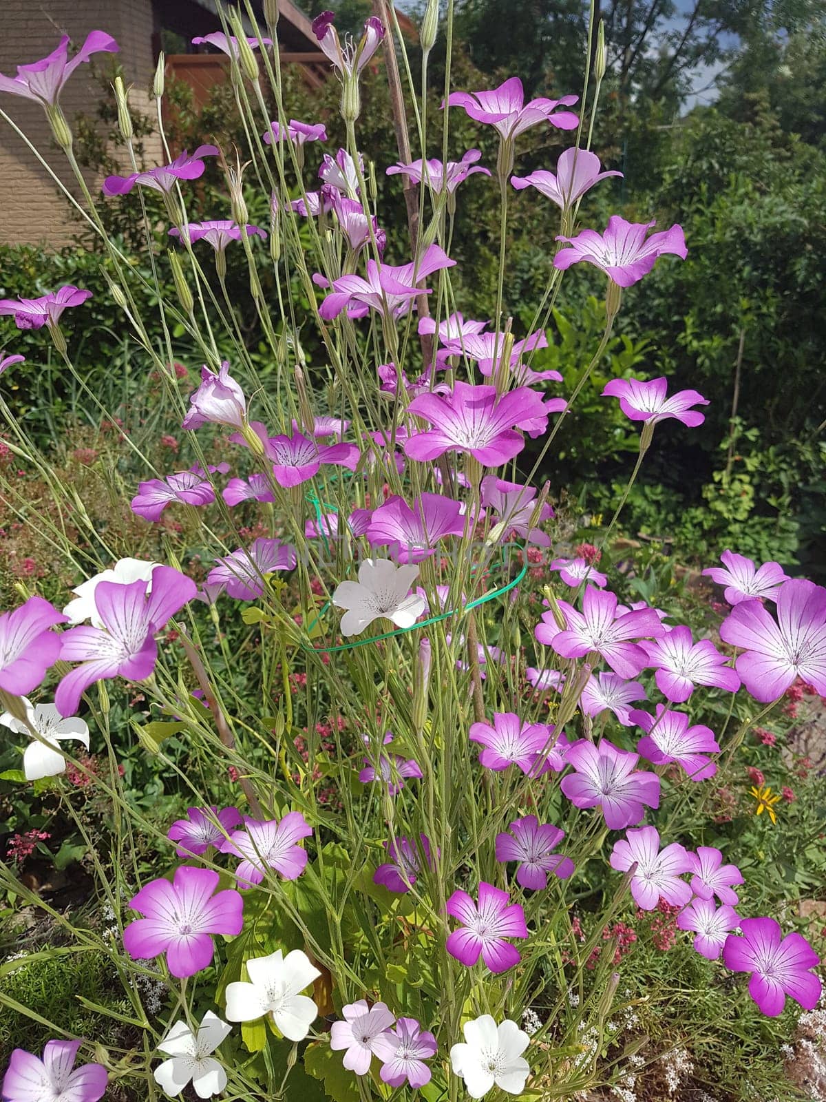 Kornrade  Agrostemma, githago  Unkraut, Heilpflanze