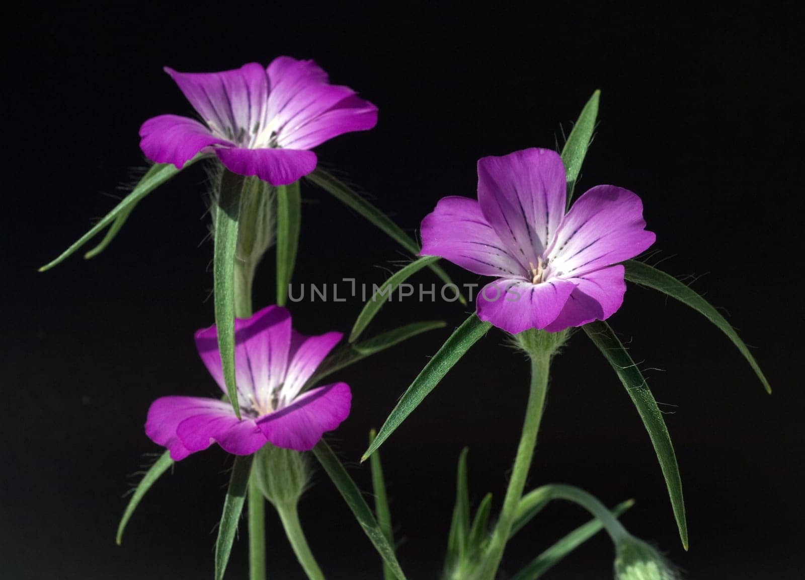 Kornrade  Agrostemma, githago