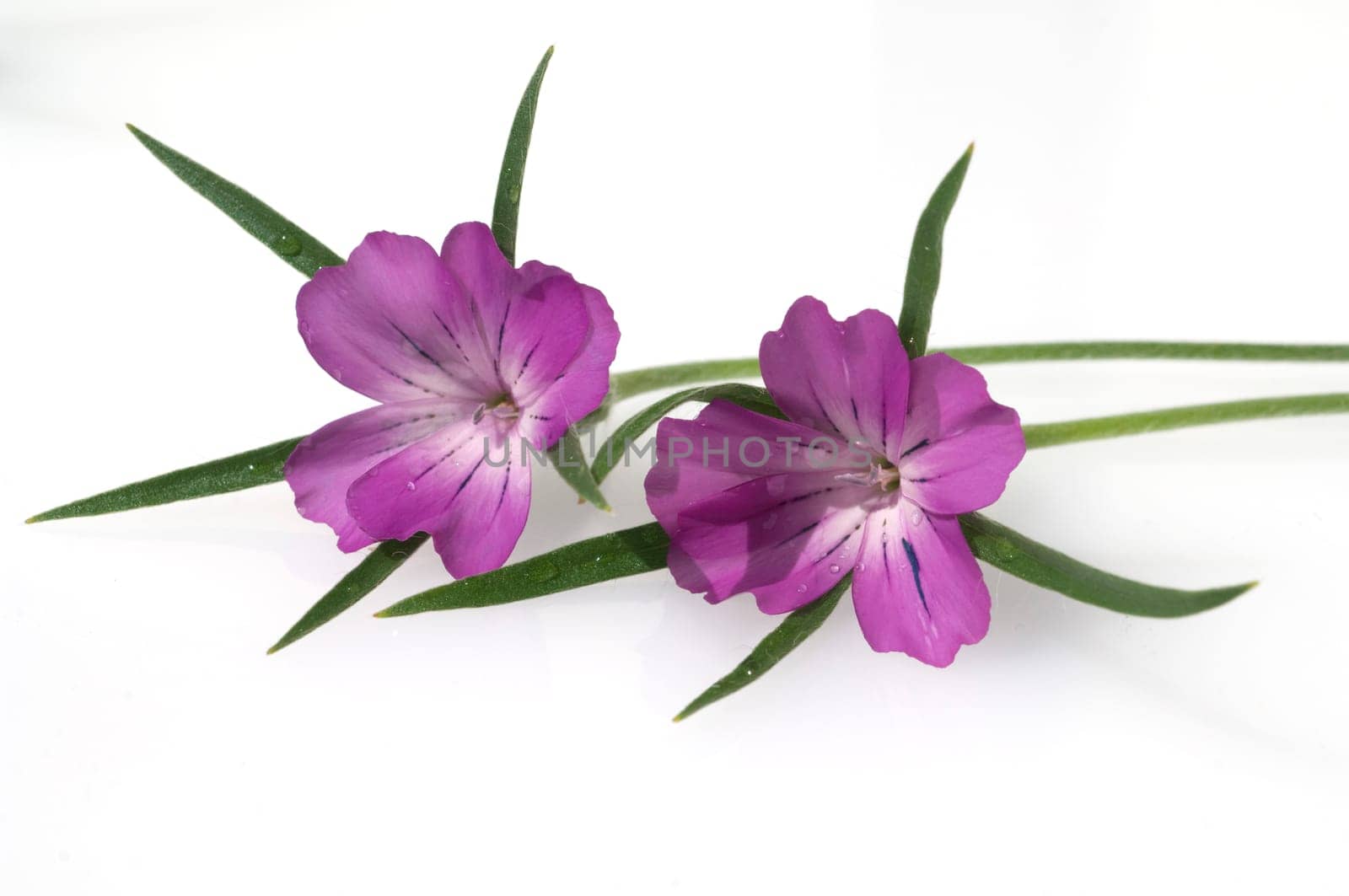 Kornrade  Agrostemma, githago