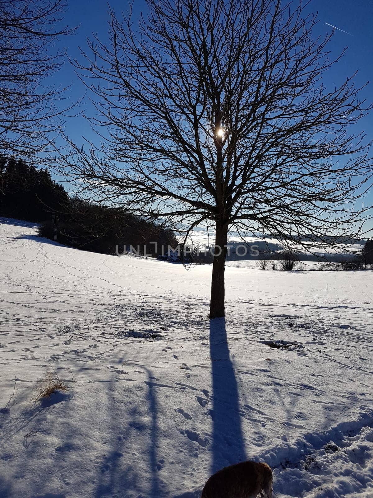 Winterlandschaft, Gegenlicht, Sonne