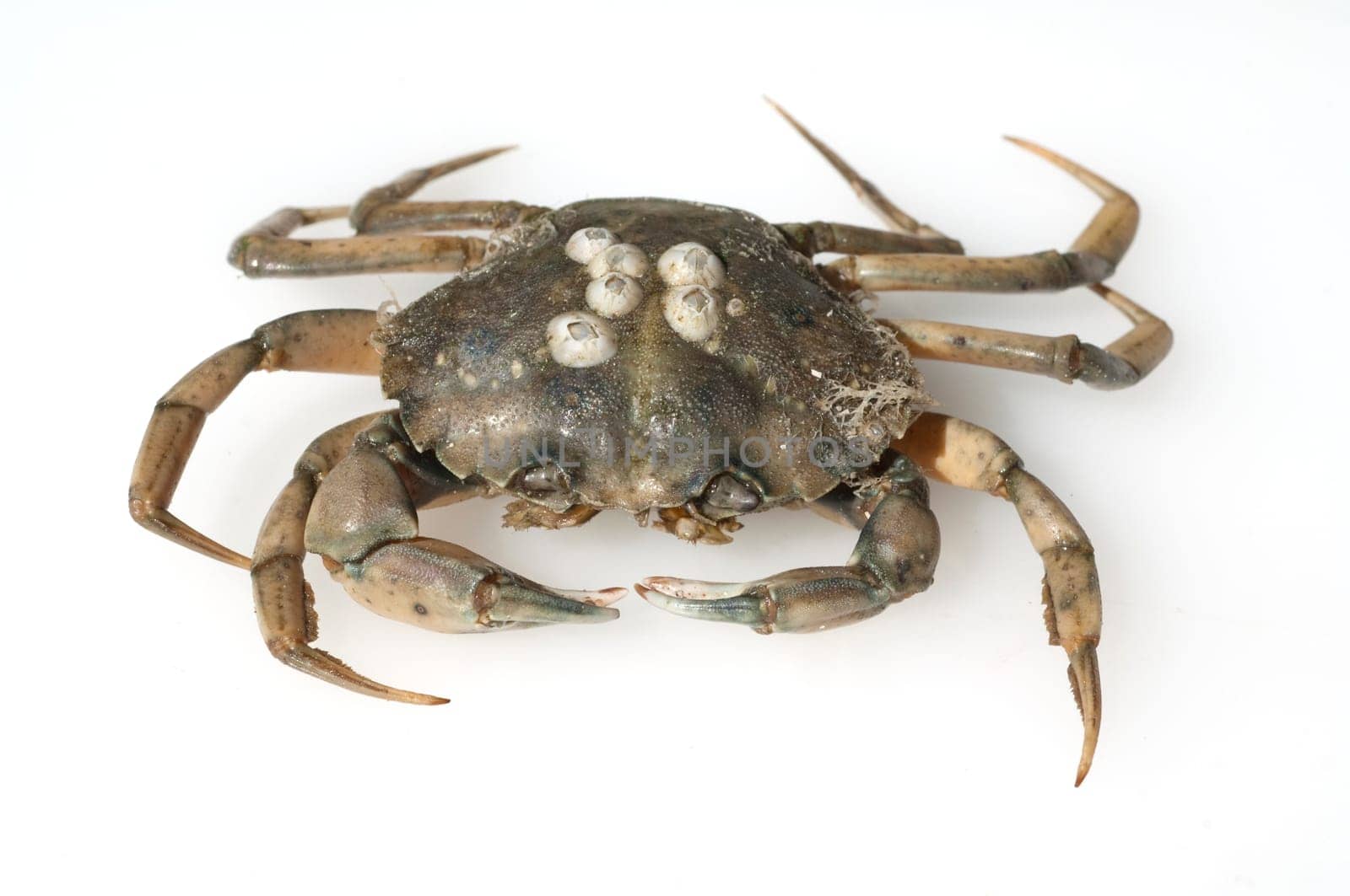 Krabbe, Brachyura, Kurzschwanzkrebs