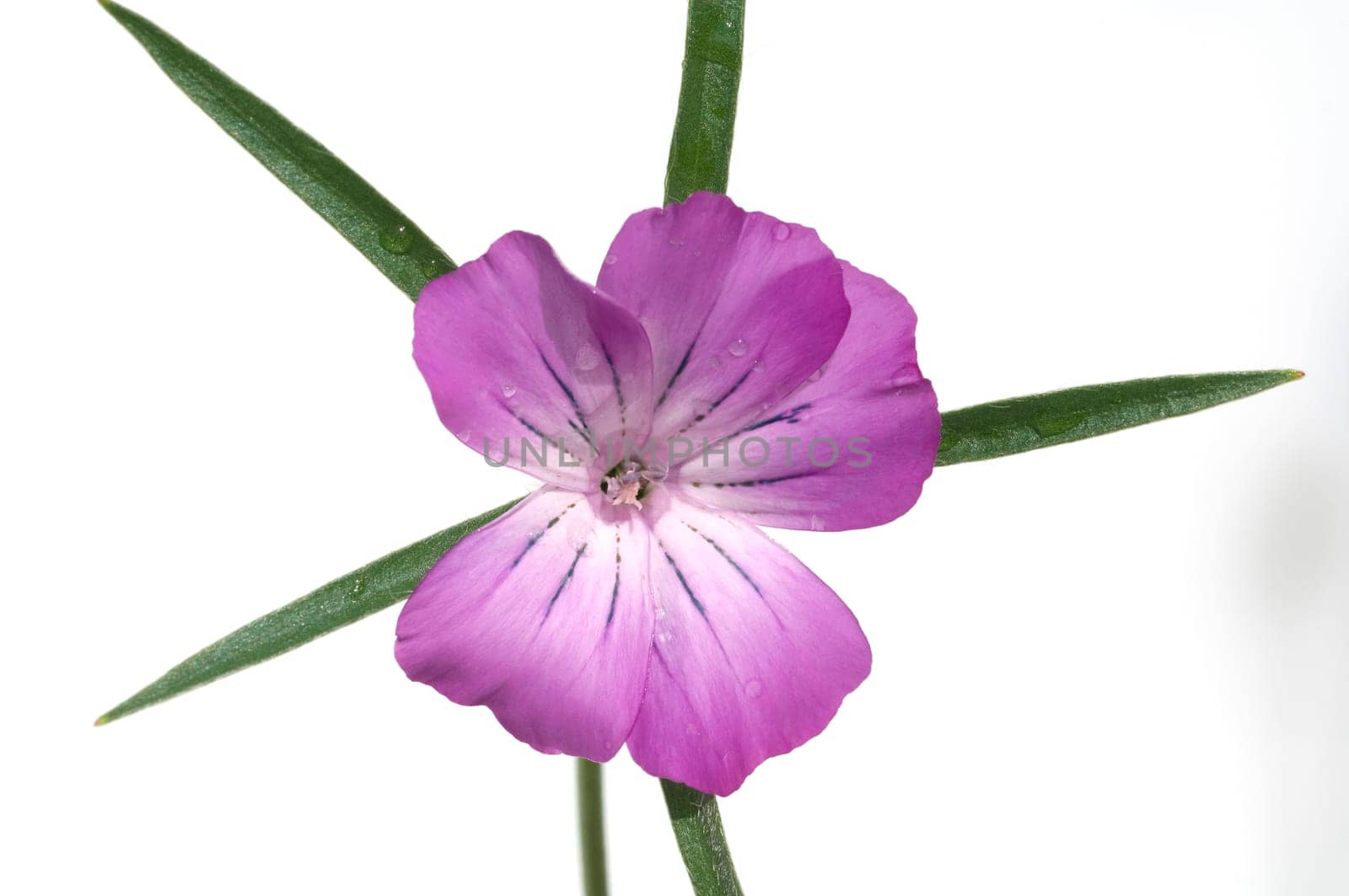 Kornrade  Agrostemma, githago