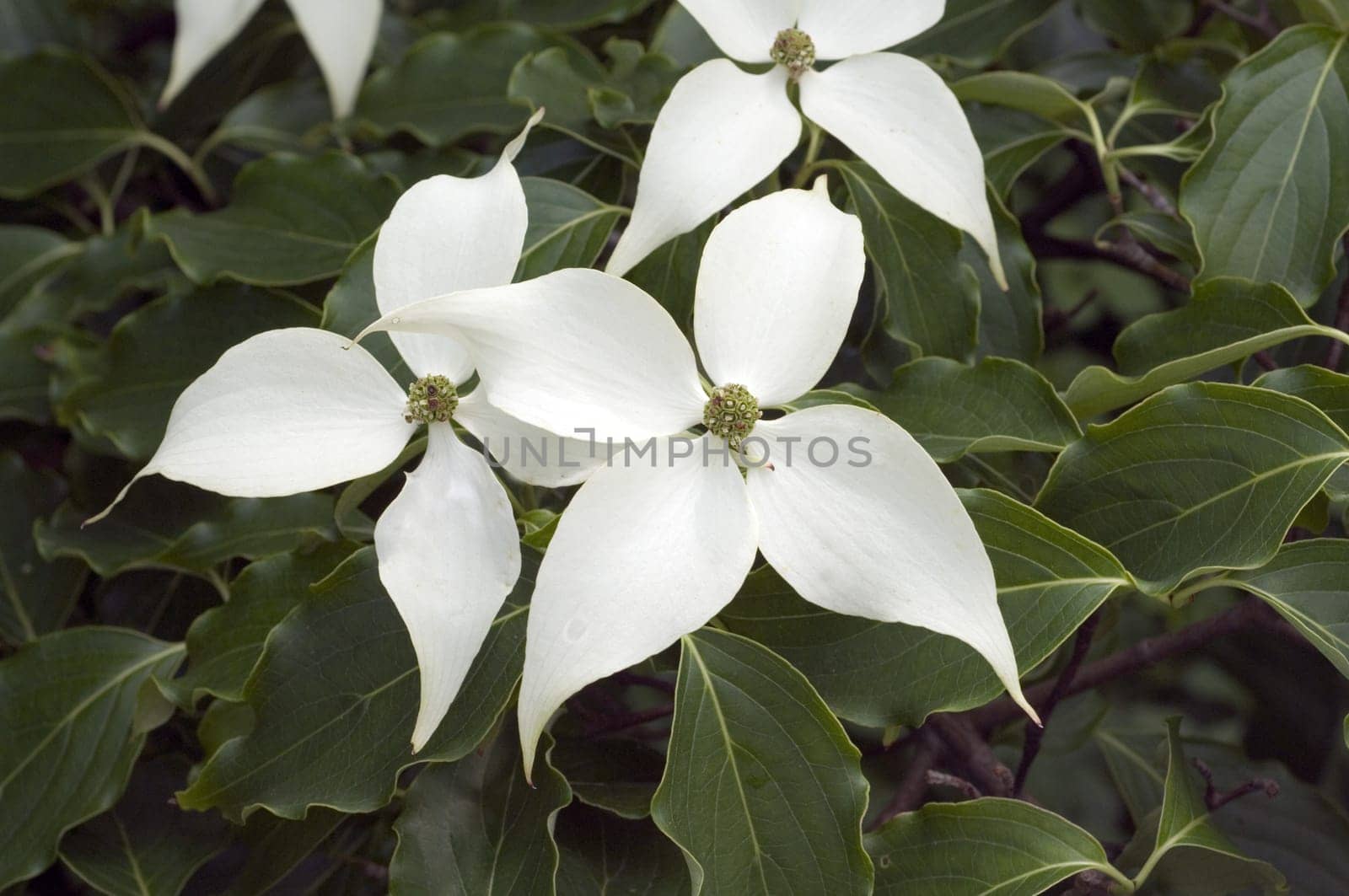 Kousahartriegel, Cornus  kousa