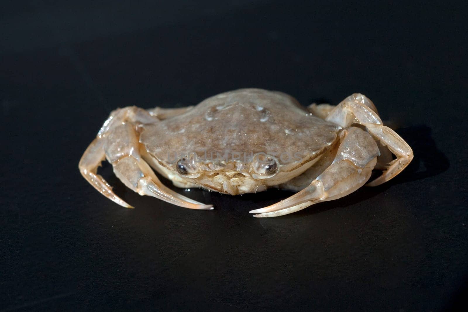 Krabbe, Brachyura, Kurzschwanzkrebs