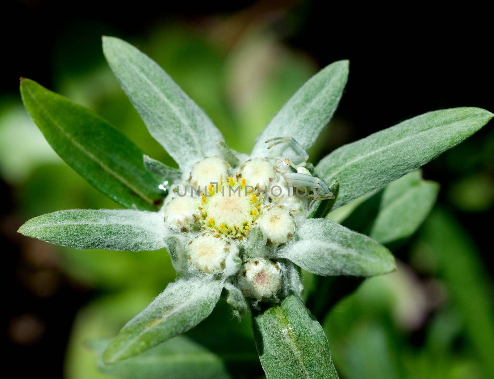 Krabbenspinne, Misumena, vatia