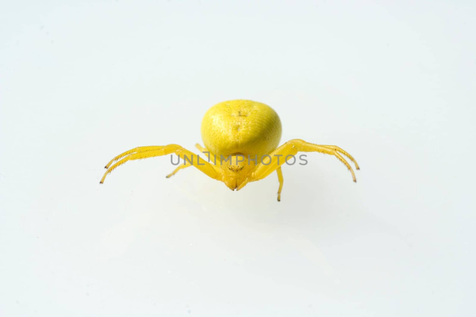 Krabbenspinne  Misumena vatia