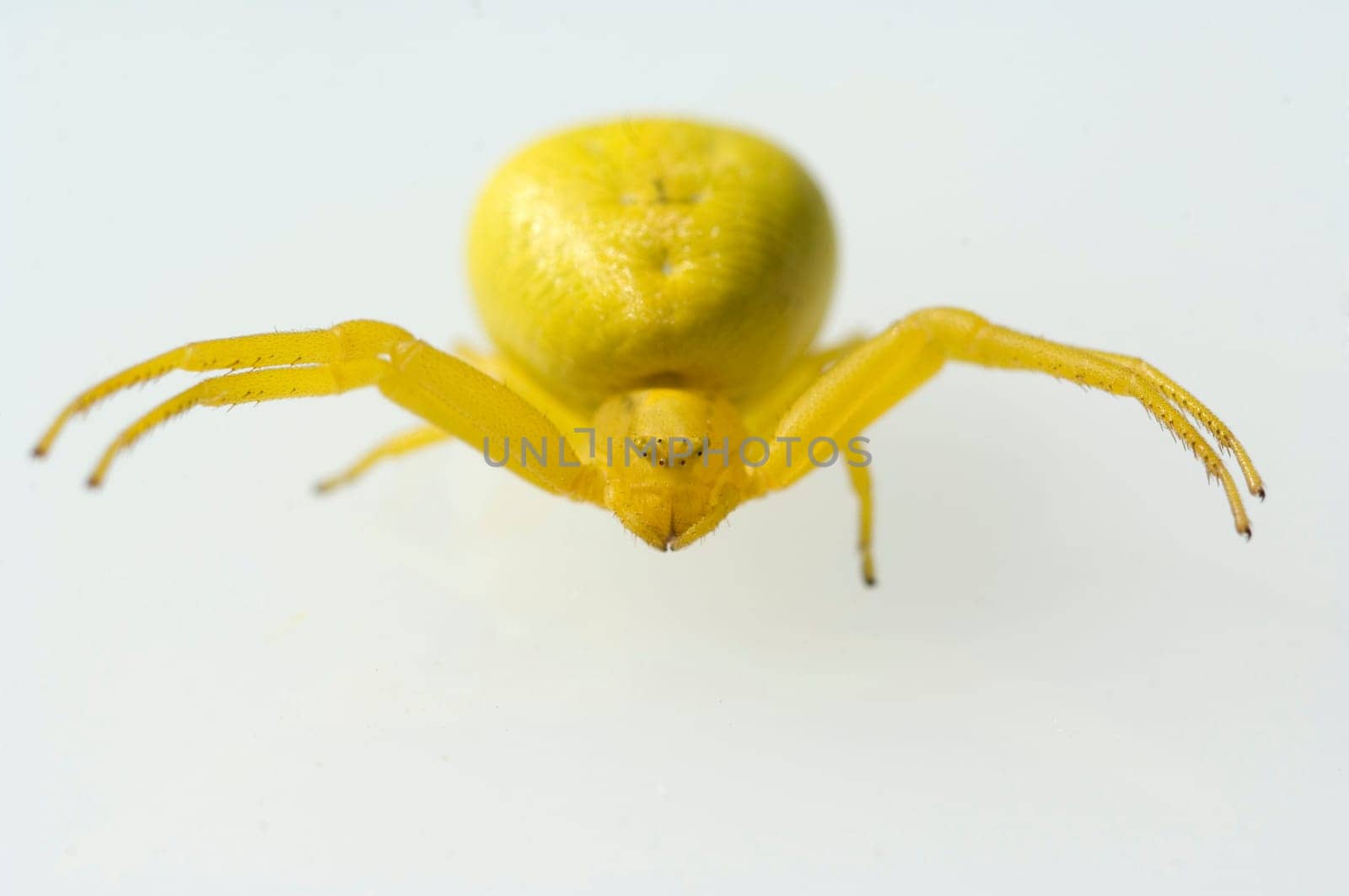 Krabbenspinne, Misumena, vatia, Veraenderliche, Krabbenspinne, passt sich der Pflanzenfarbe an, Mimikry, Nachahmer, Aehnlichkeit, Tarnung