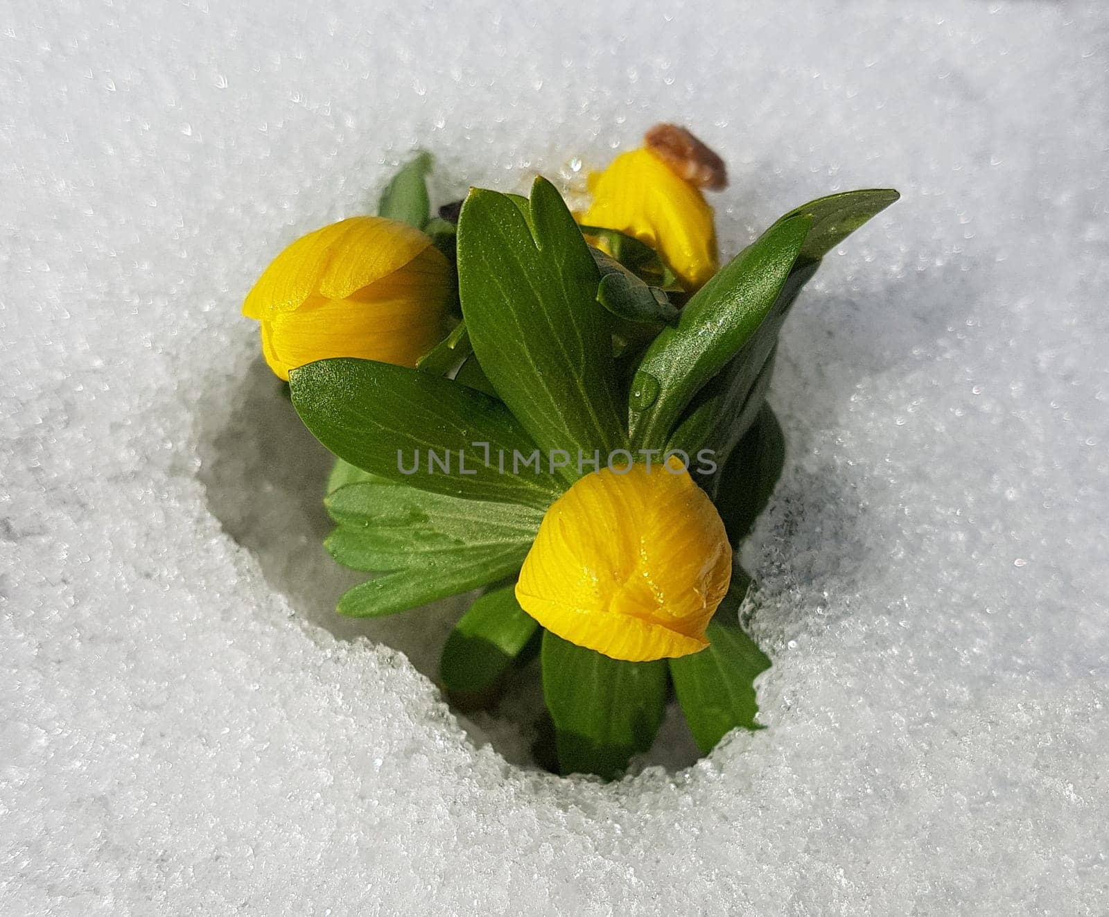 Winterling, Eranthis, hyemalis