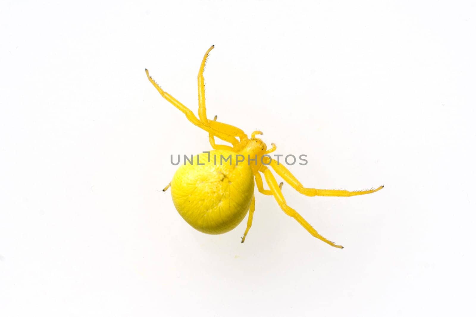 Krabbenspinne, Misumena, vatia, Veraenderliche, Krabbenspinne, passt sich der Pflanzenfarbe an, Mimikry, Nachahmer, Aehnlichkeit, Tarnung