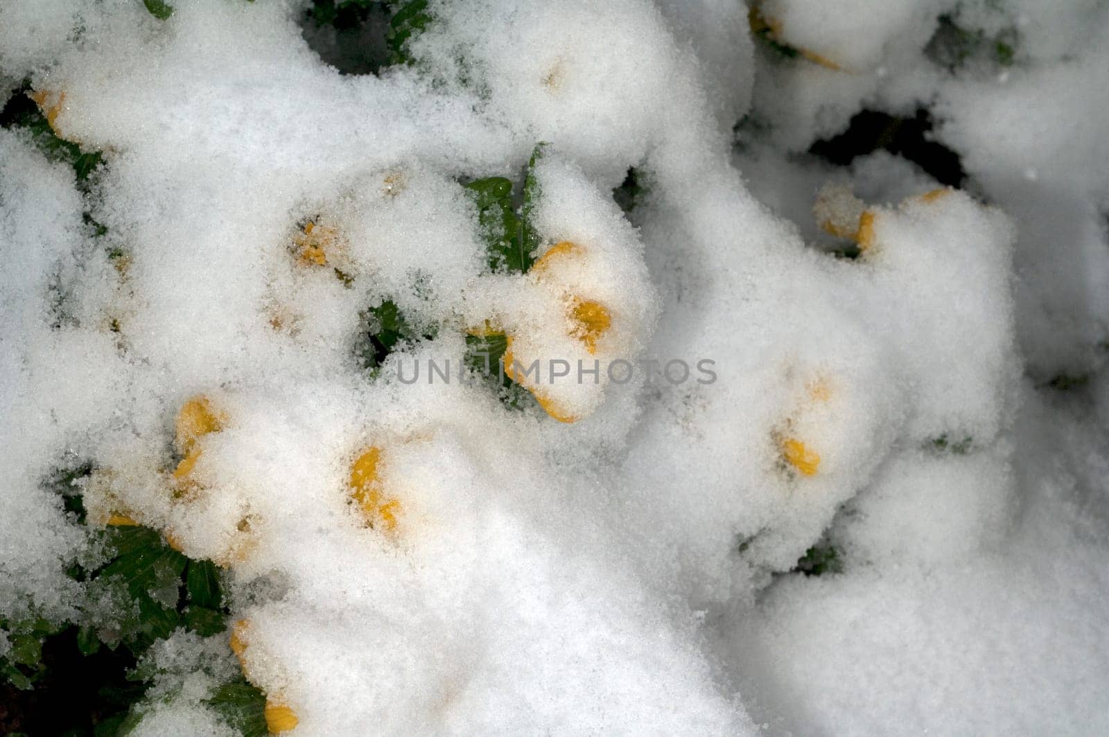 Winterling  Eranthis  hyemalis  Schnee
