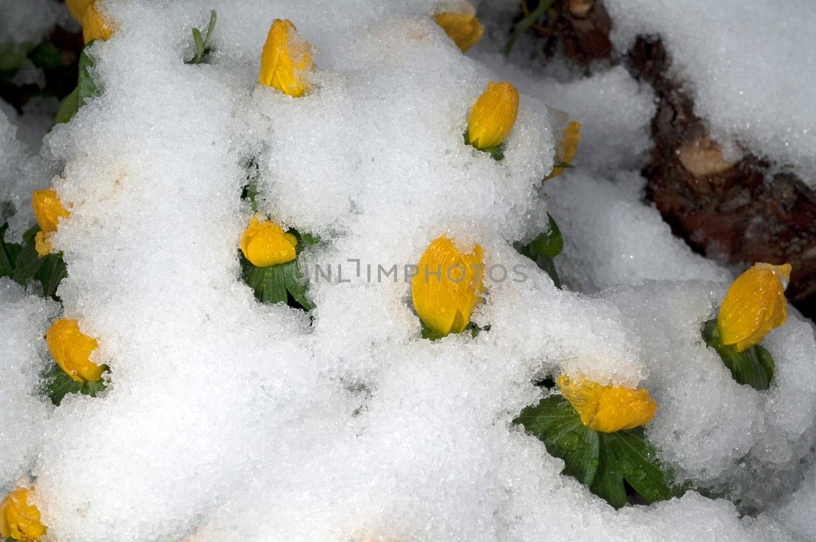 Winterling  Eranthis  hyemalis