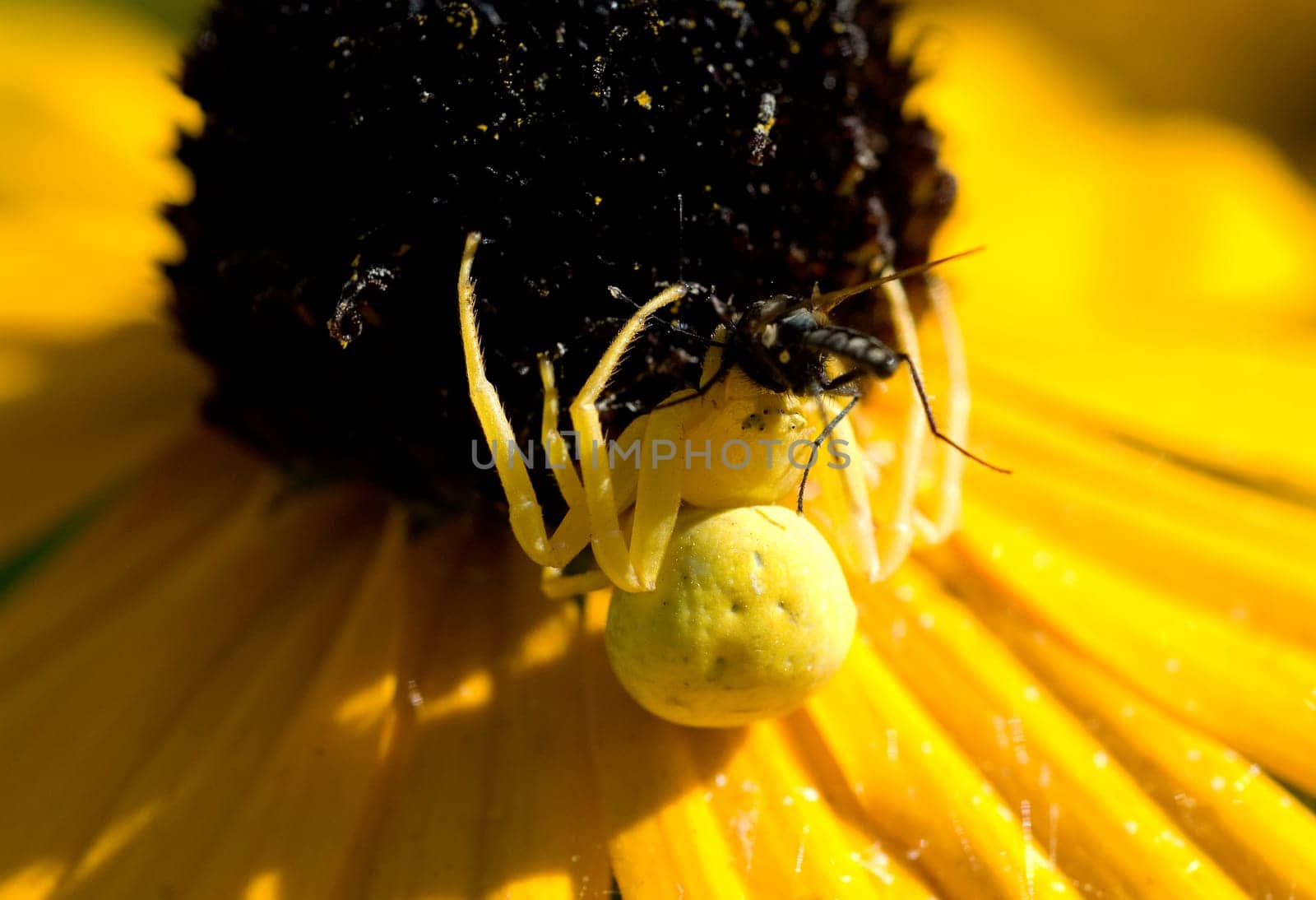 Krabbenspinne  Misumena vatia