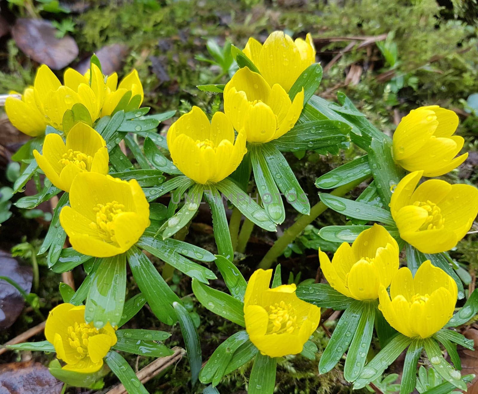 Winterling, Eranthis, hyemalis