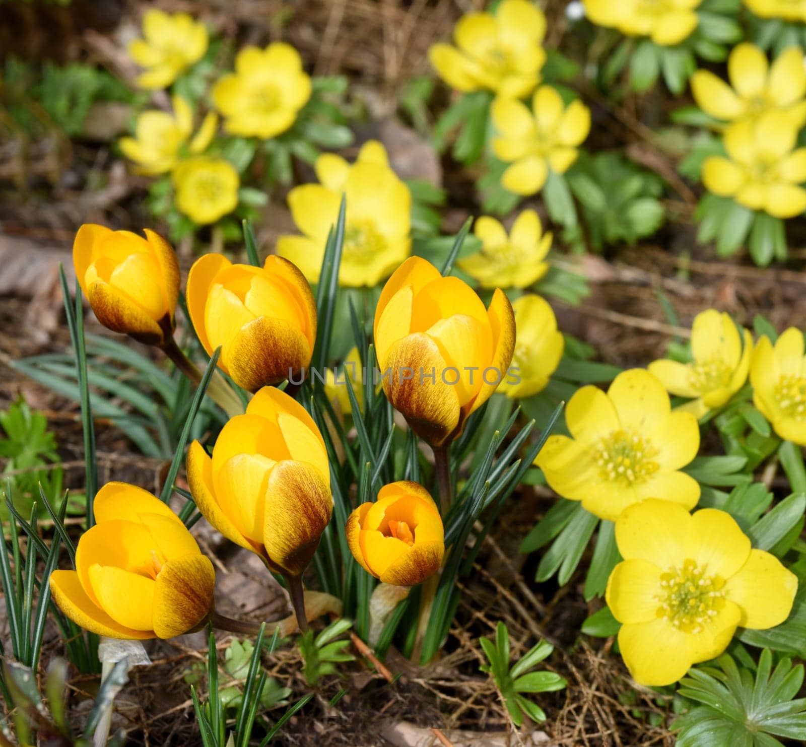 Krokus und Winterling sind Blumen die im Winter bluehen. Crocus and winter aconite are flowers that bloom in winter.