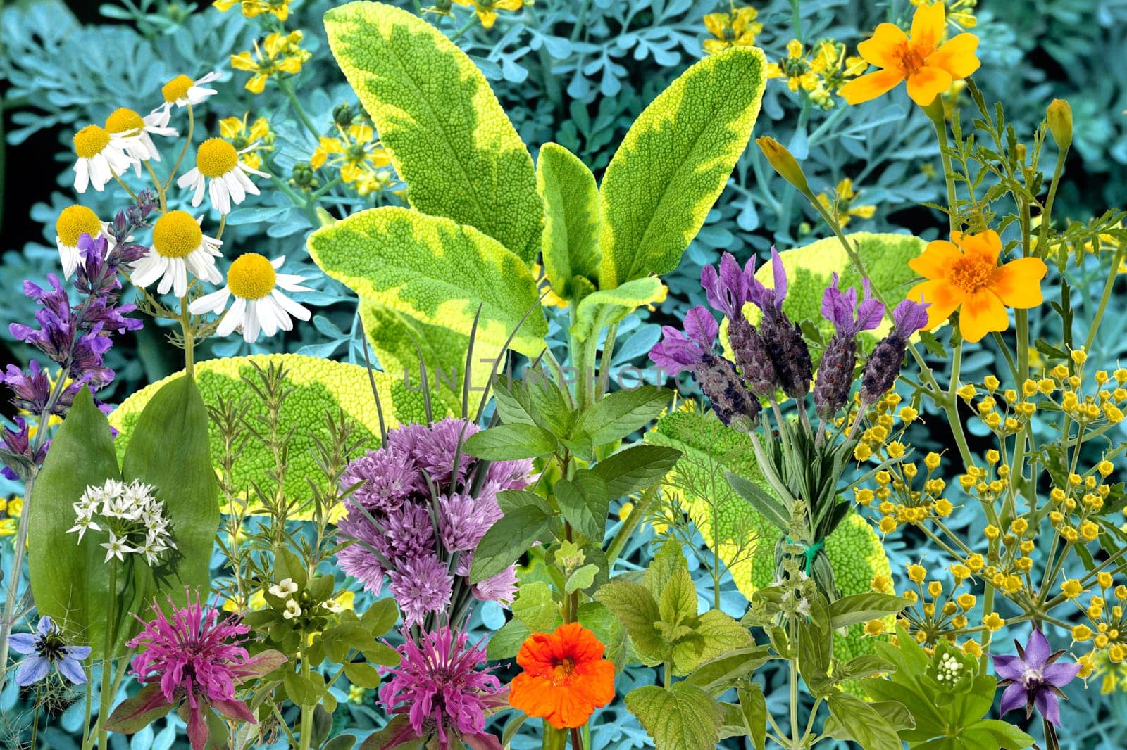 Heilpflanzenarrangement, Kraeuterbilder