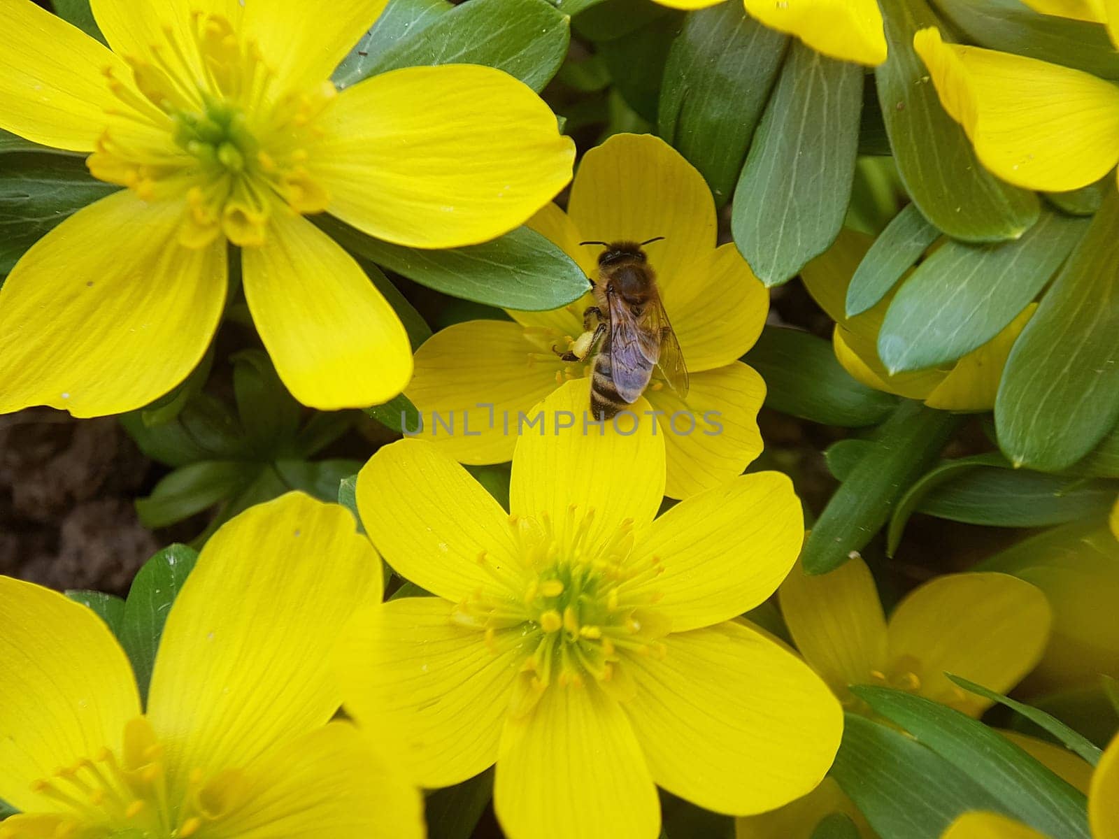Winterling  Eranthis  hyemalis