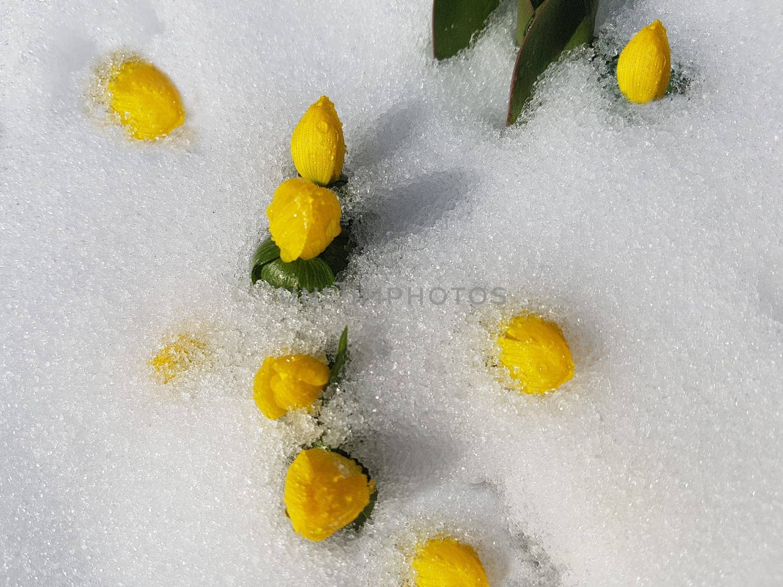 Winterling, Eranthis, hyemalis