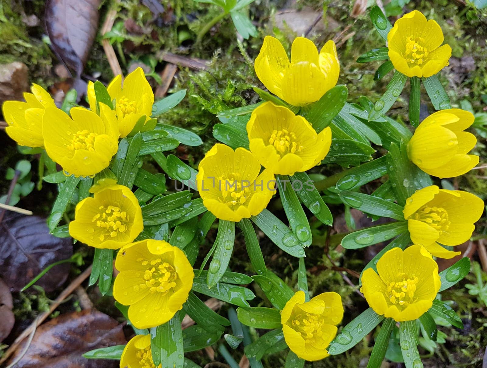 Winterling, Eranthis, hyemalis