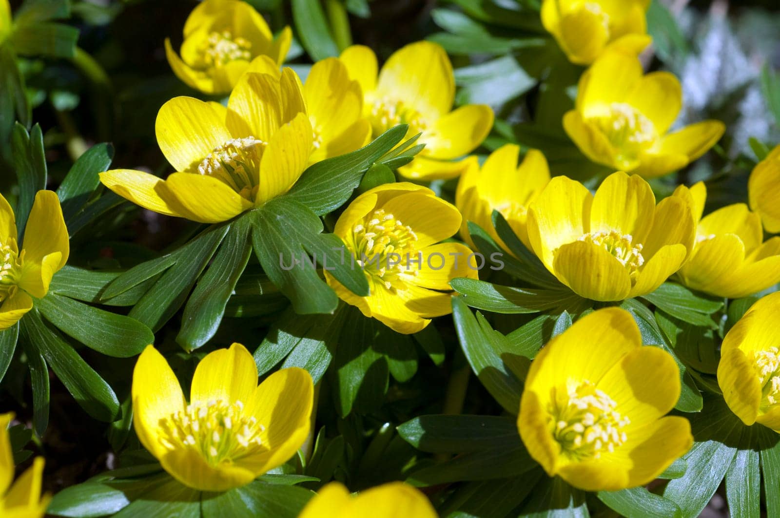 Winterling  Eranthis  hyemalis