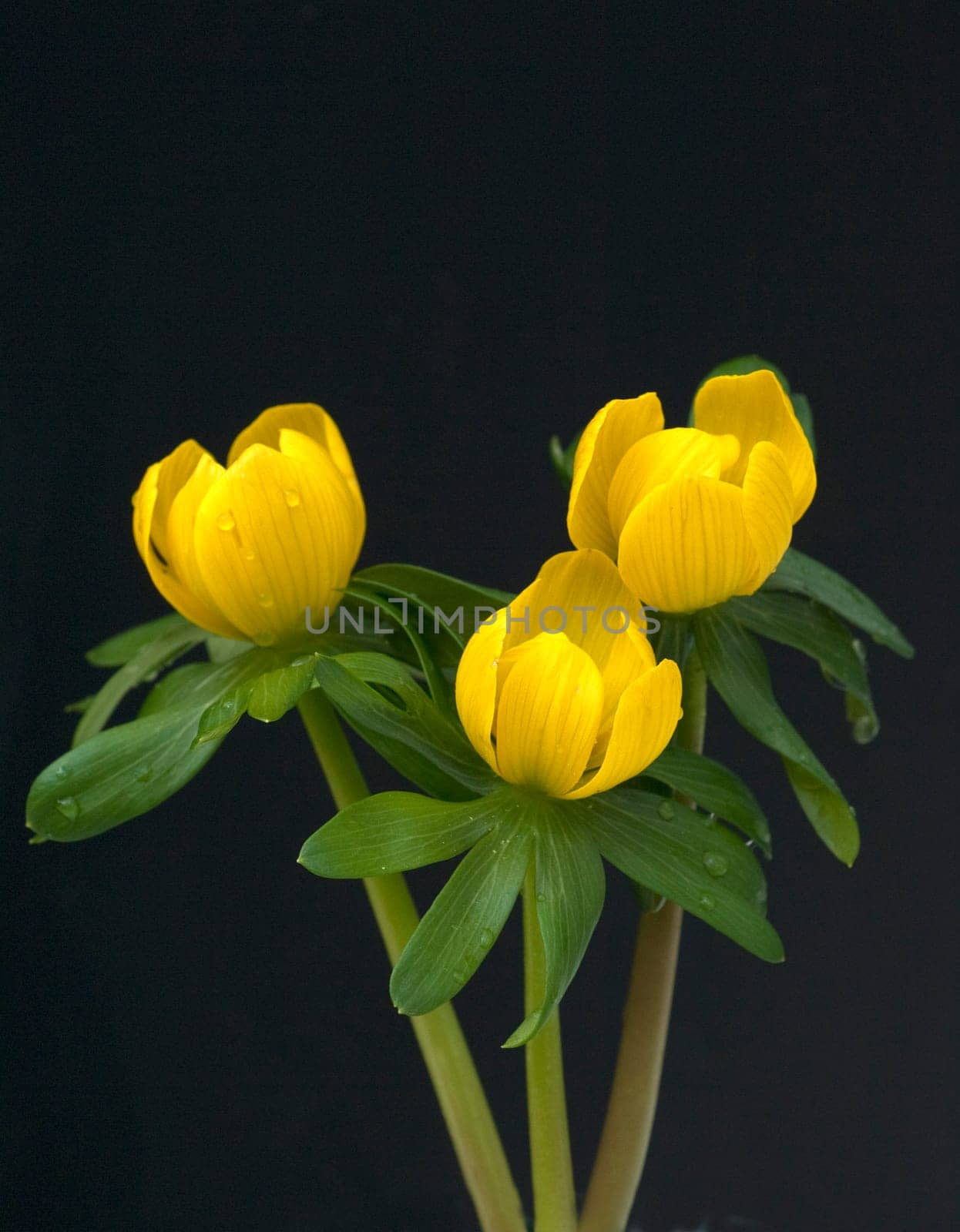 Winterling  Eranthis  hyemalis
