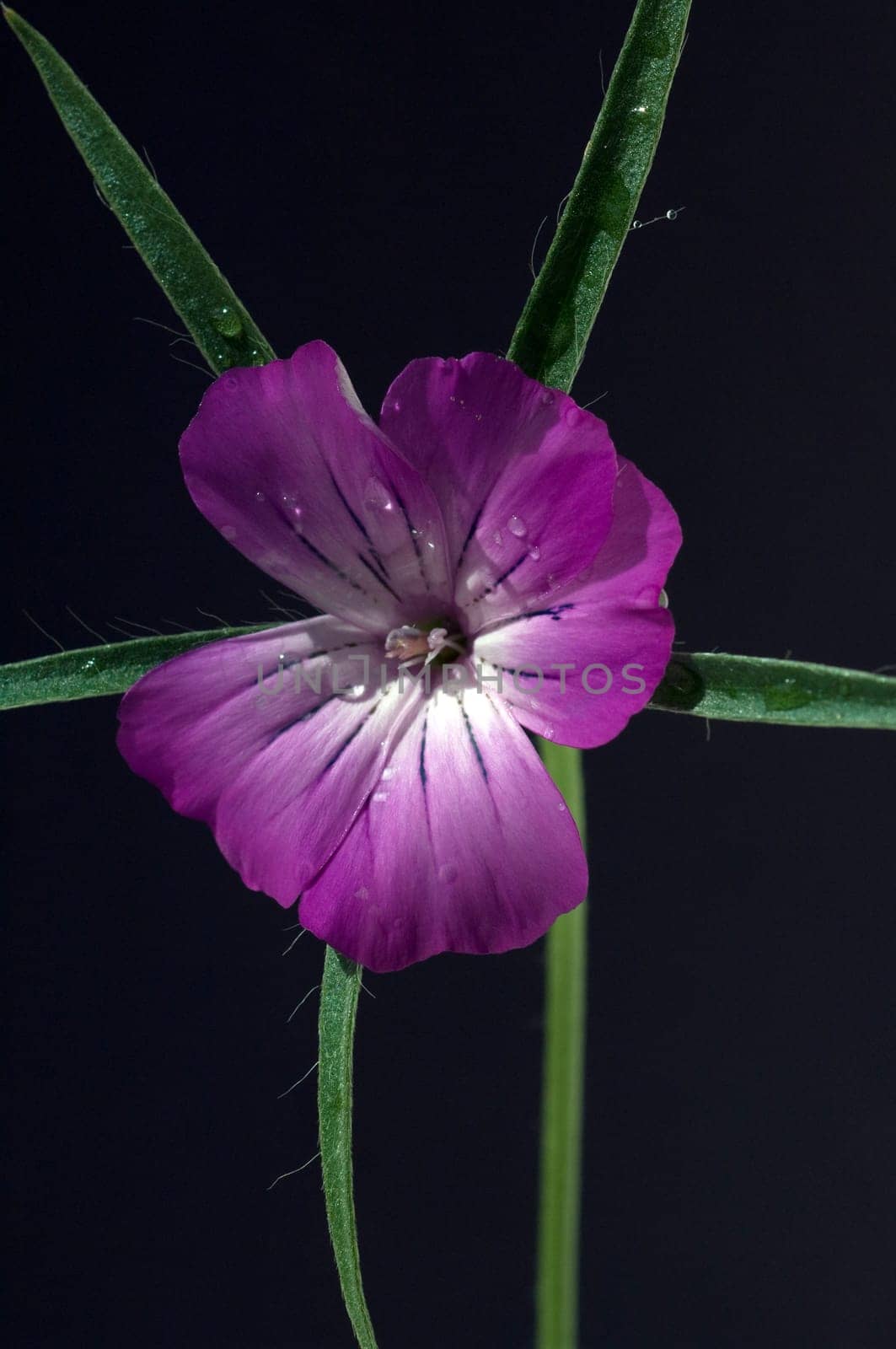 Kornrade  Agrostemma, githago