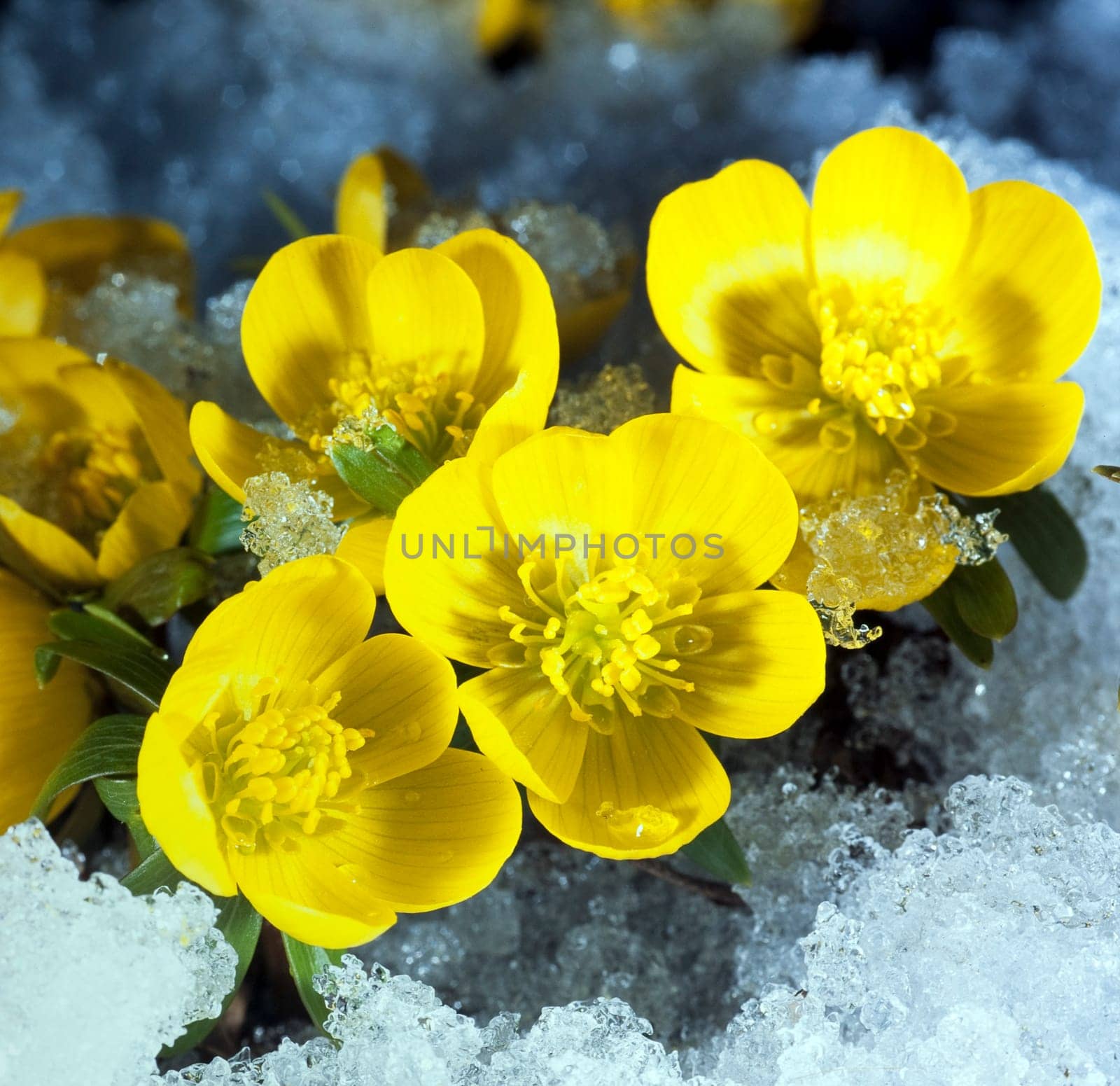 Winterling, Eranthis, hyemalis, -