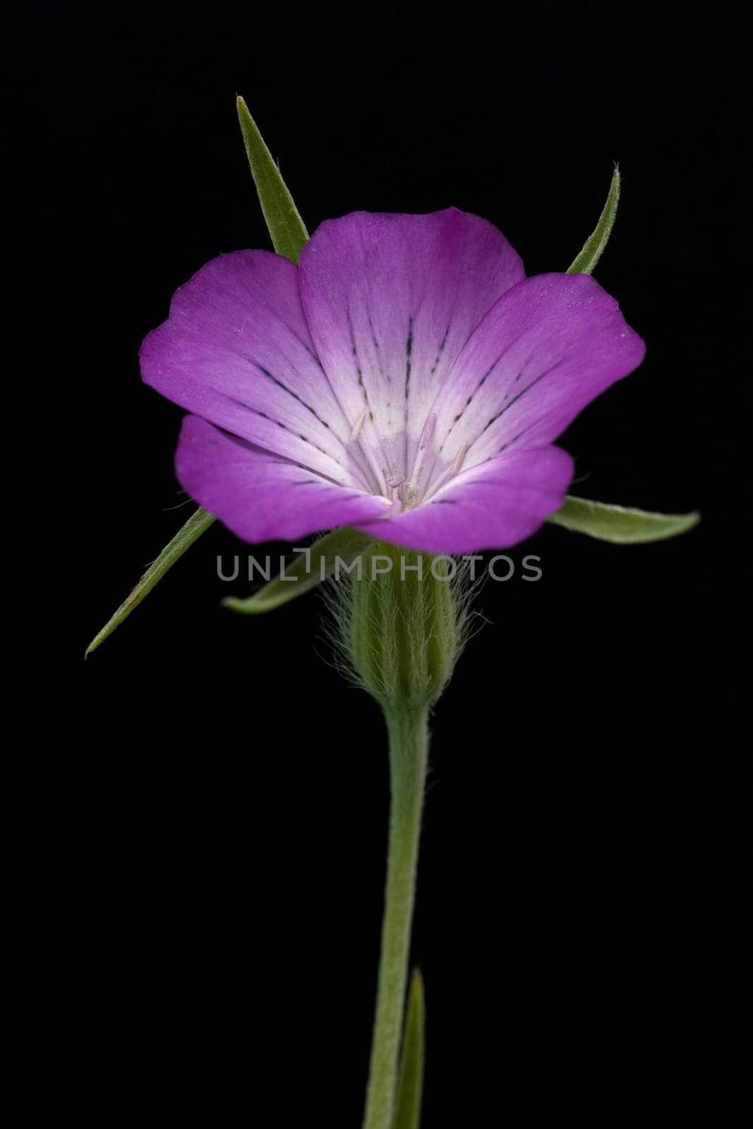 Kornrade, Agrostemma githago