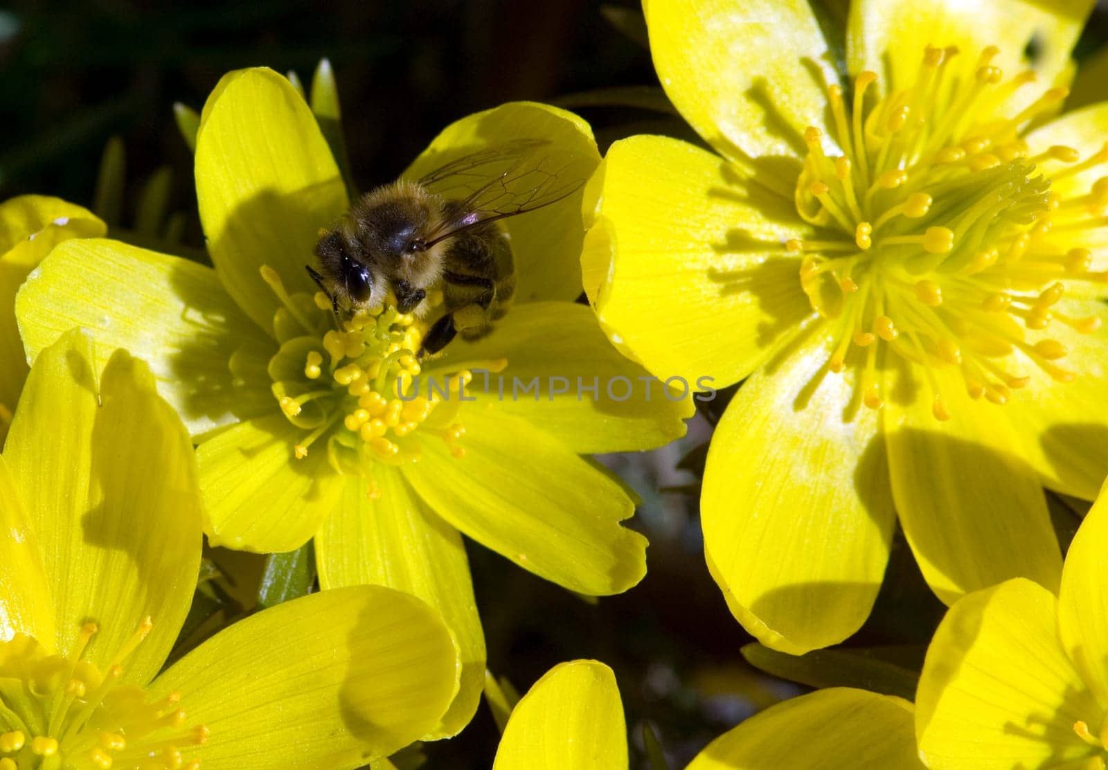 Winterling  Eranthis hyemalis