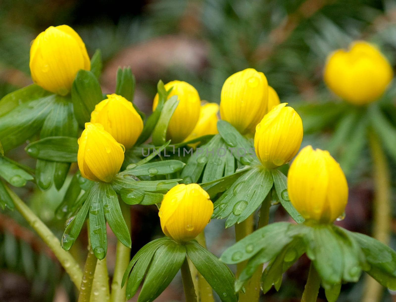 Winterling, Eranthis, hyemalis