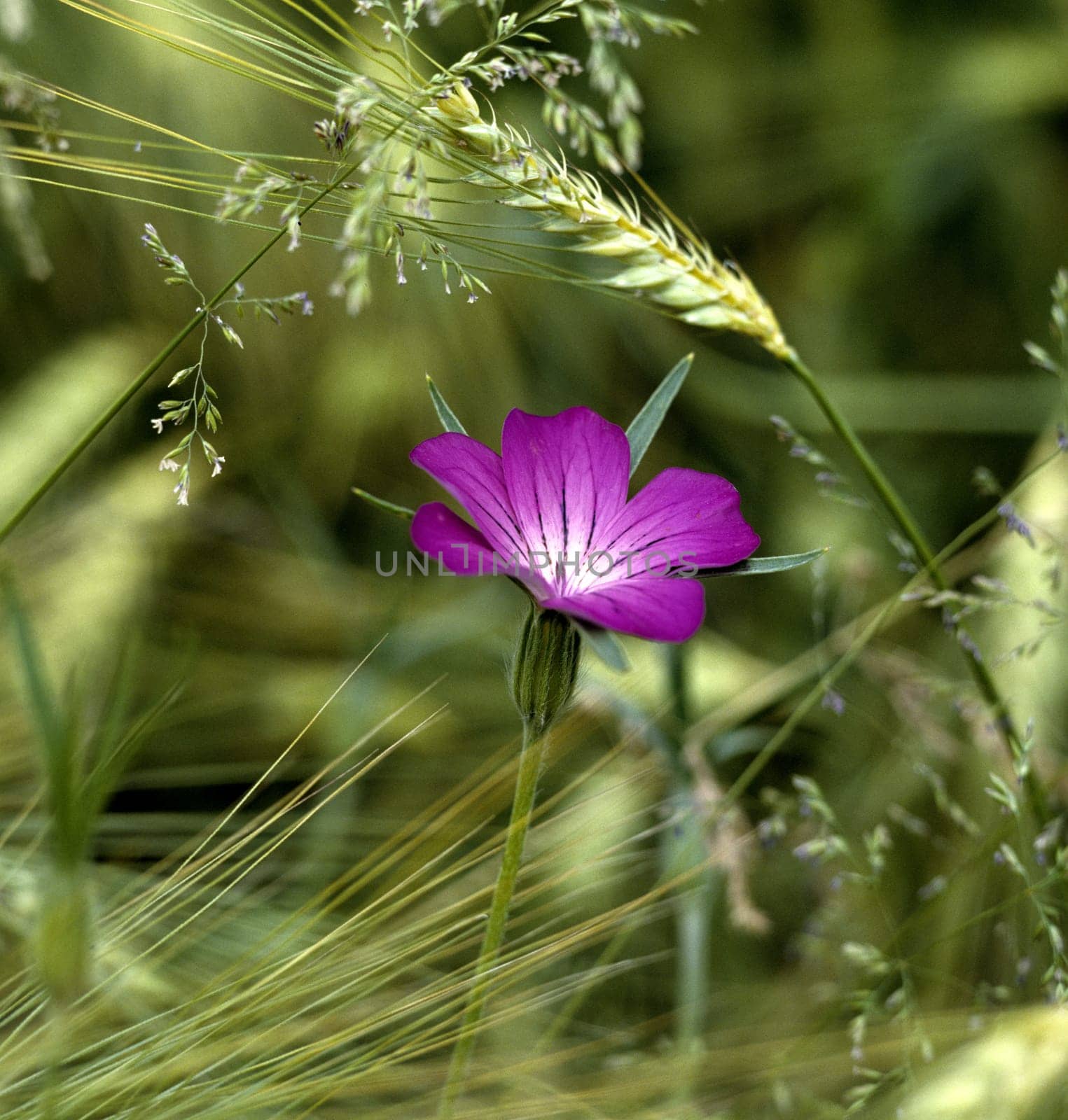 Kornrade, Agrostemma githago