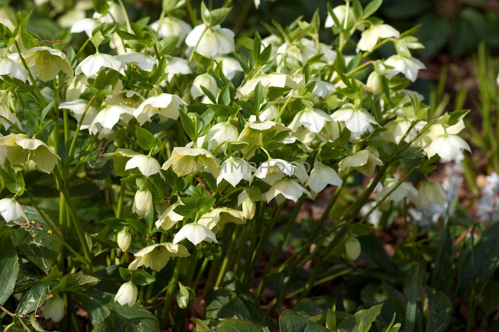 Korsische  Nieswurz  Helleborus  argutifolius