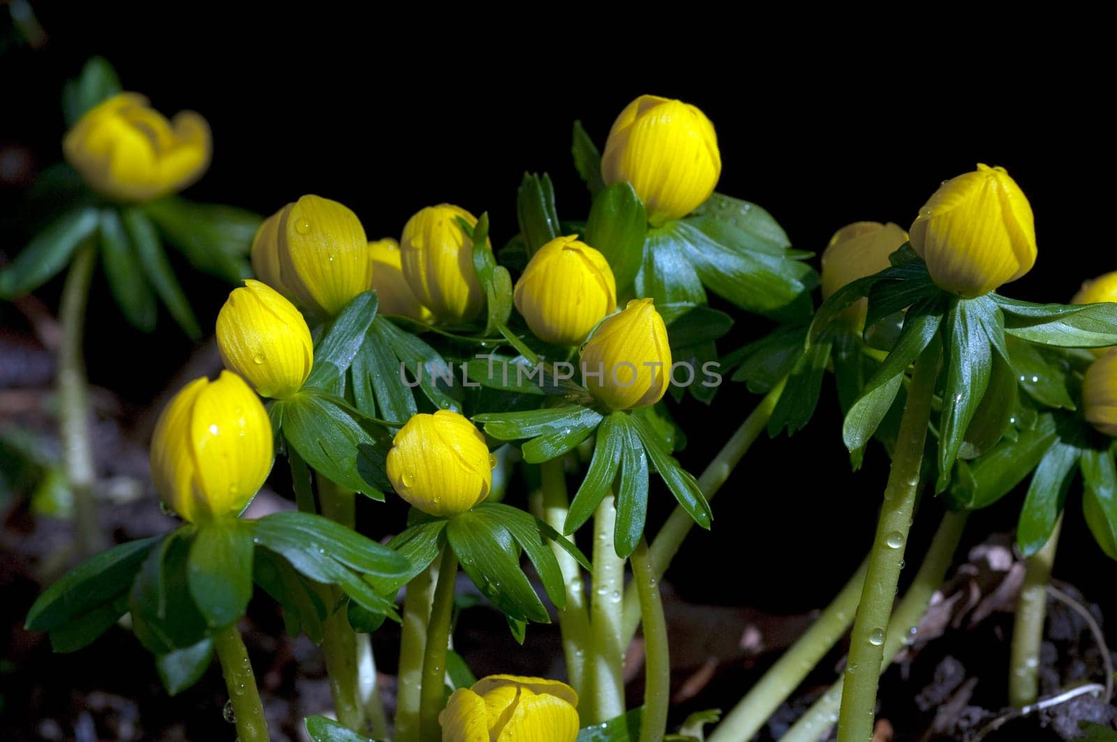 Winterling, Eranthis, hyemalis