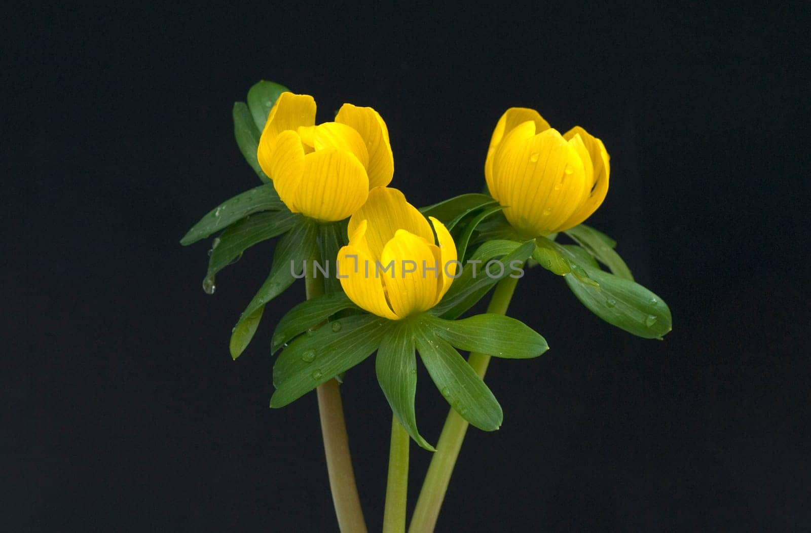 Winterling  Eranthis  hyemalis