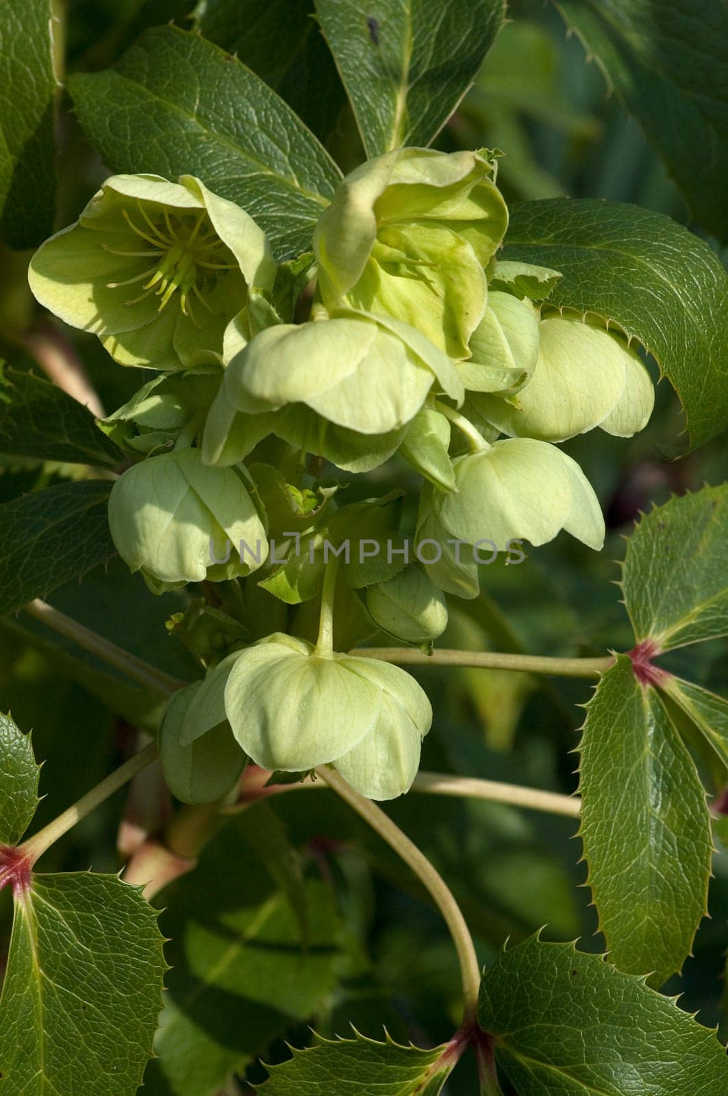 Korsische  Nieswurz  Helleborus  argutifolius