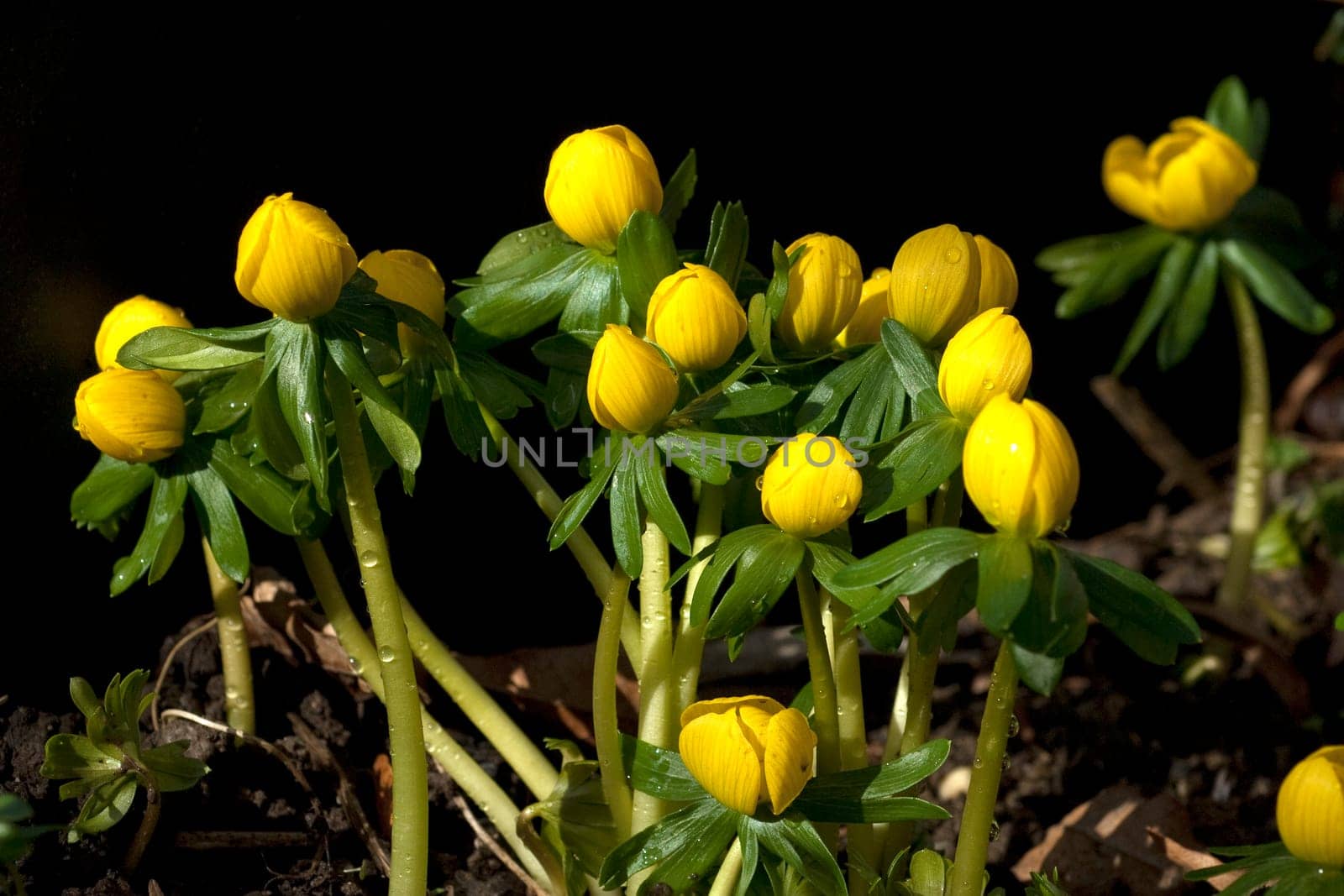 Winterling, Eranthis, hyemalis