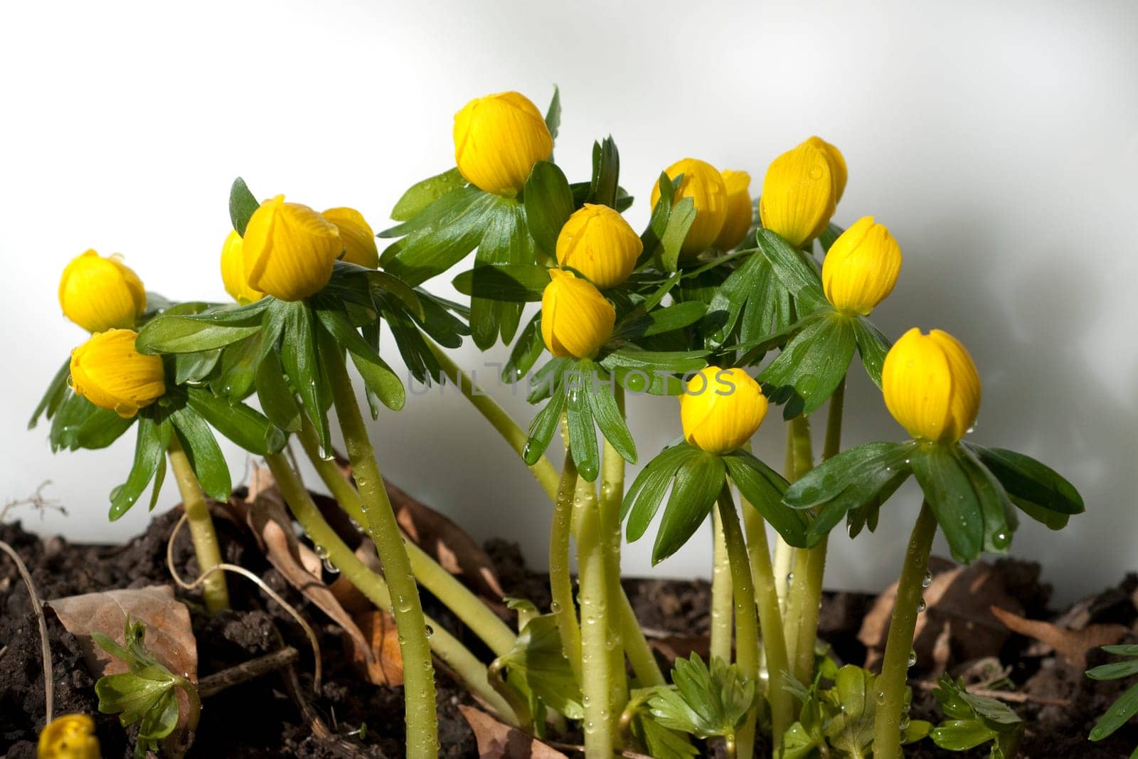 Winterling, Eranthis, hyemalis