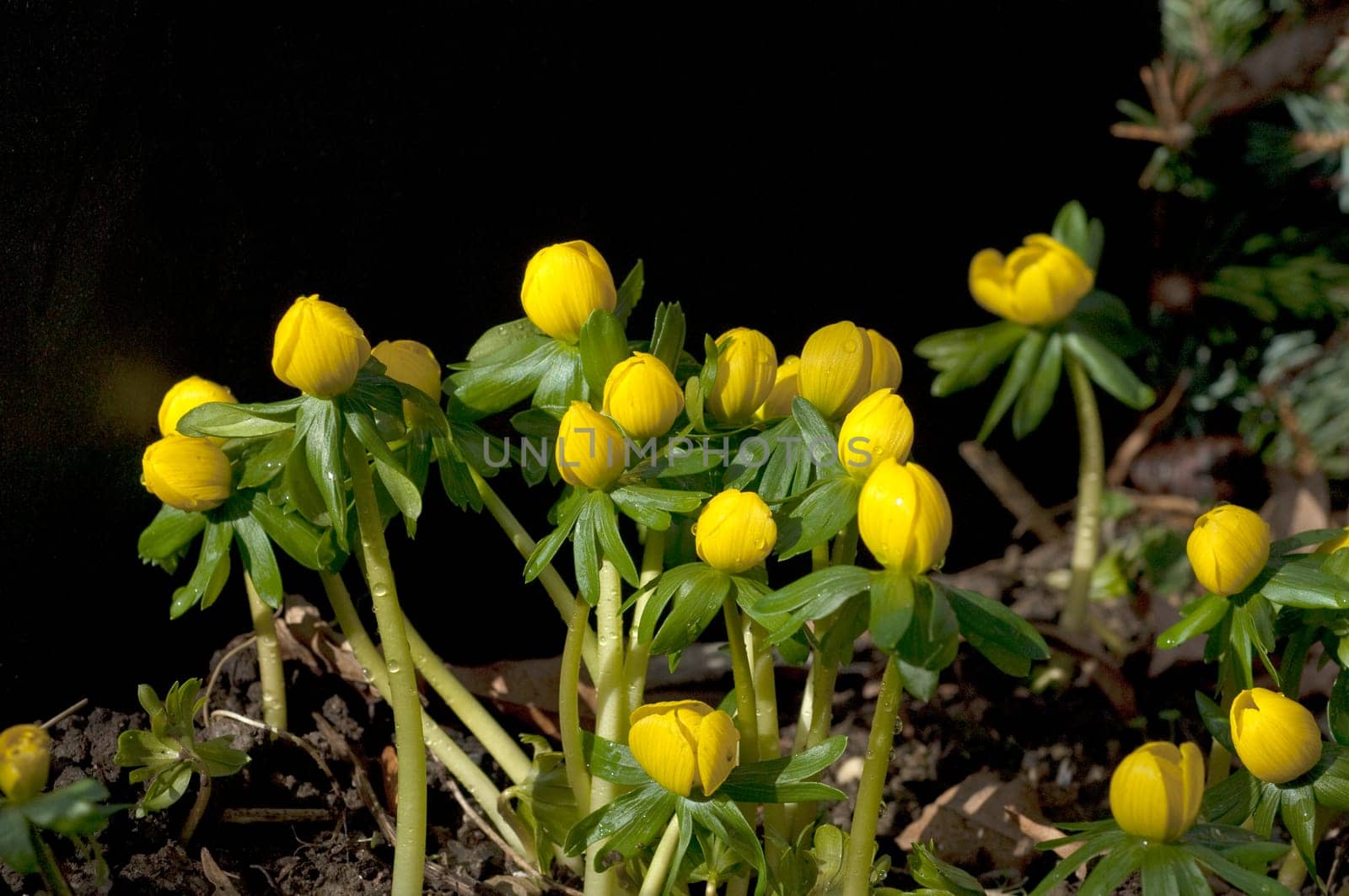 Winterling, Eranthis, hyemalis