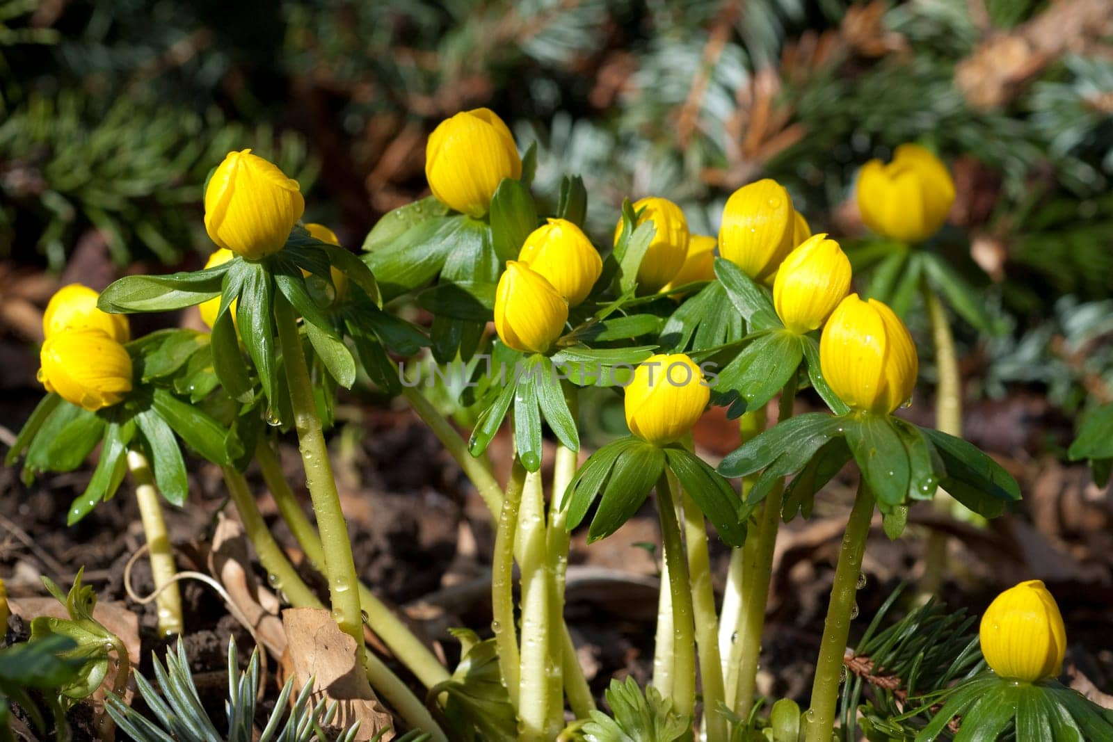 Winterling, Eranthis, hyemalis