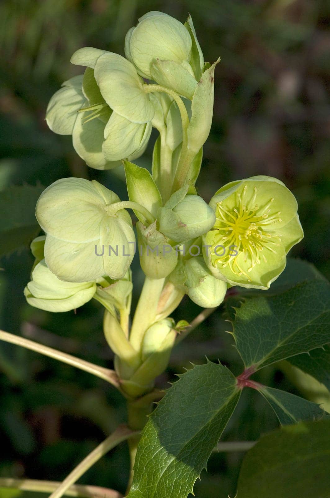 Korsische  Nieswurz  Helleborus  argutifolius