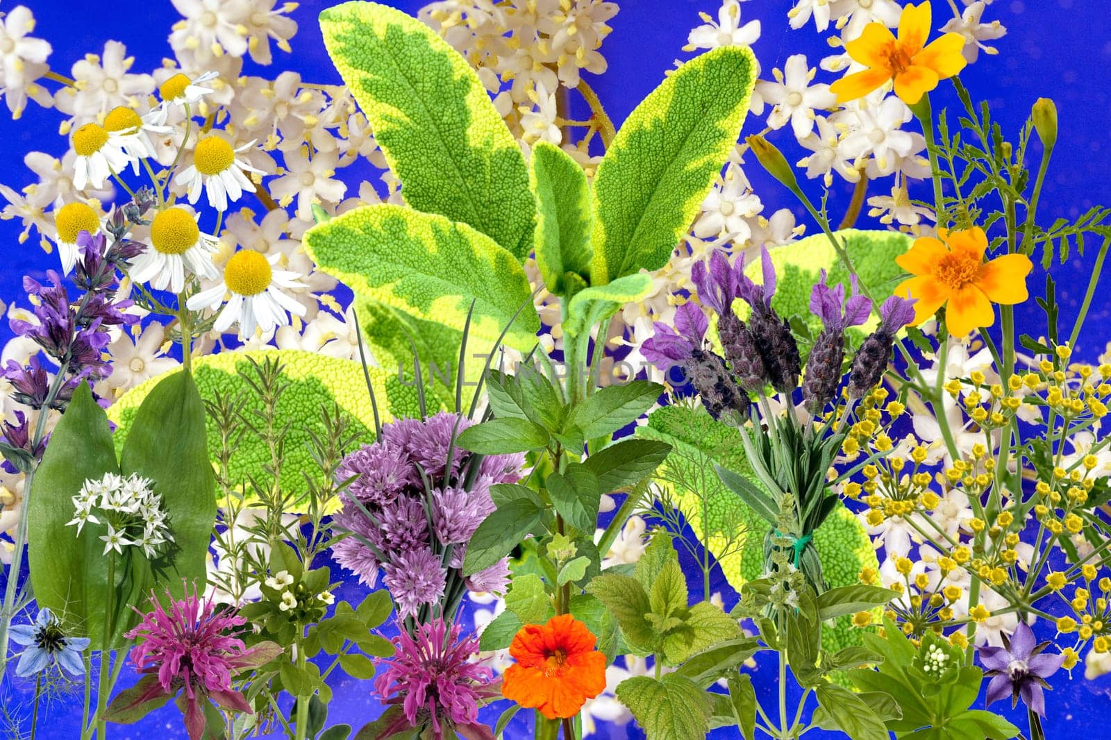 Heilpflanzenarrangement, Kraeuterbilder