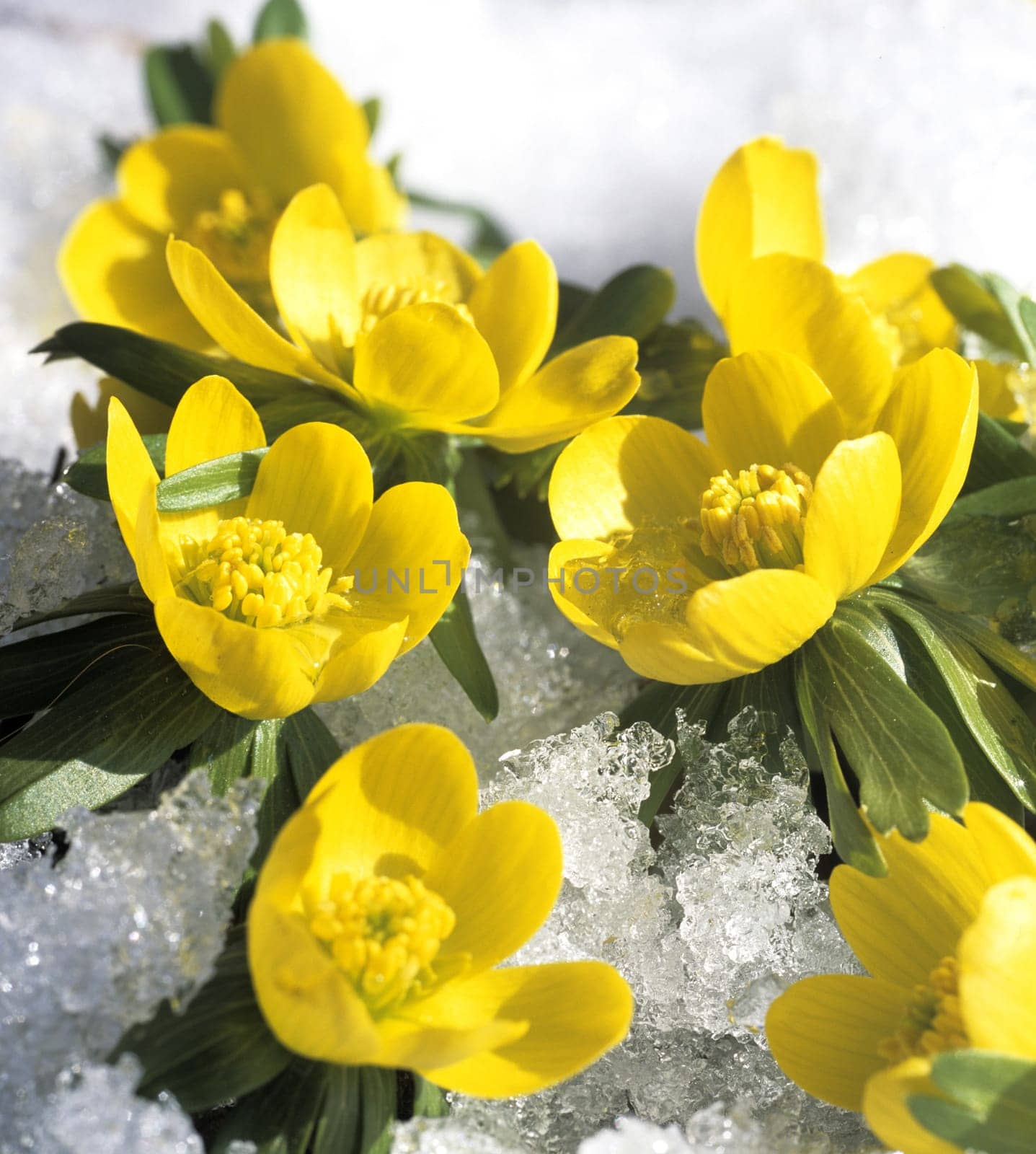 Winterling, Eranthis, hyemalis