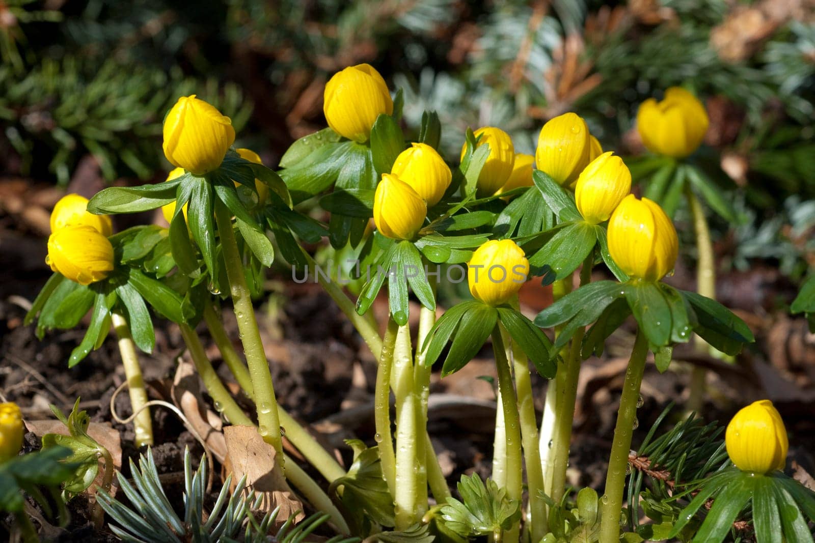Winterling, Eranthis, hyemalis
