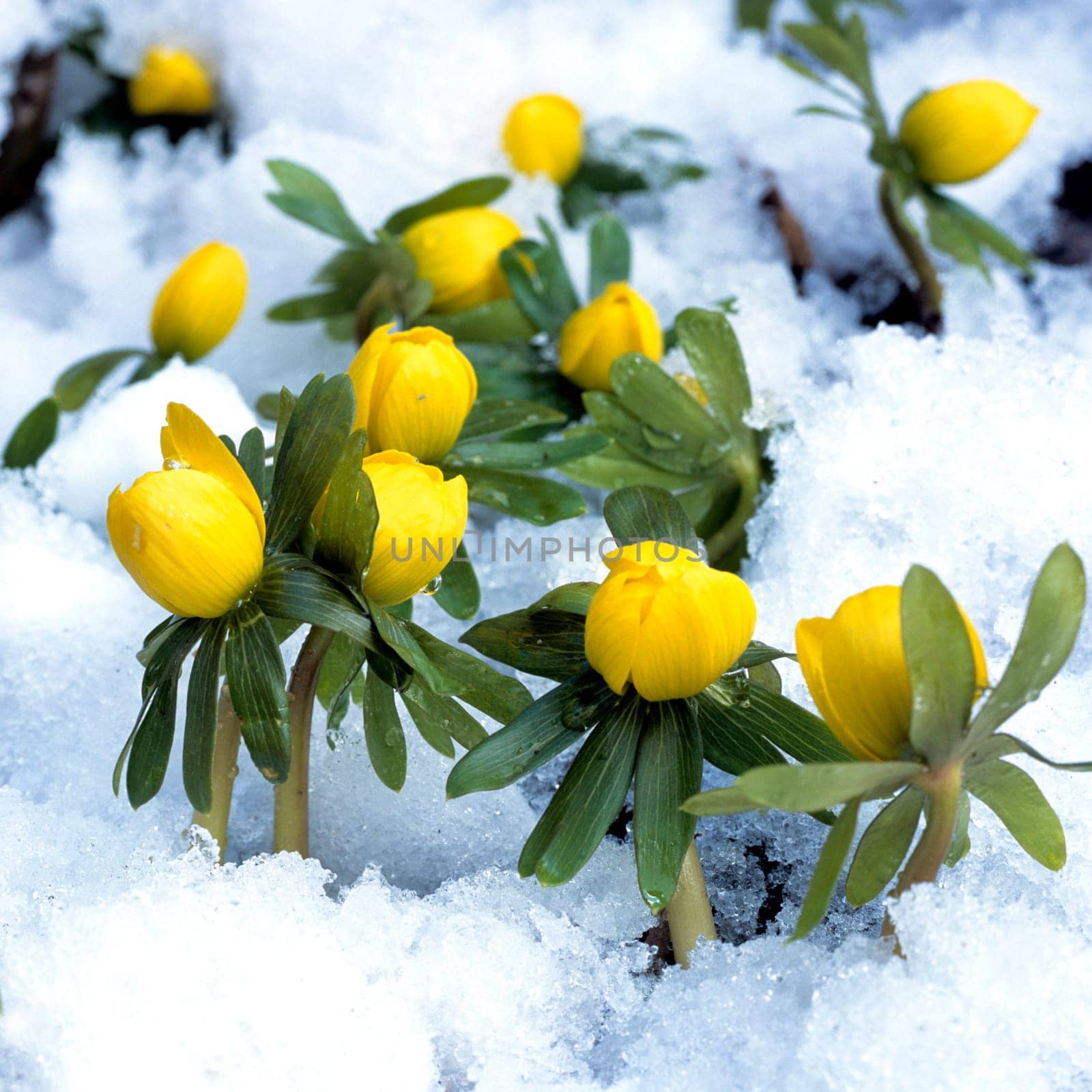 Winterling, Eranthis hyemalis, Schnee, Zwiebelgewächs, Frühjahrsblume, Blume, Gartenpflanze, Frühlingserwachen.