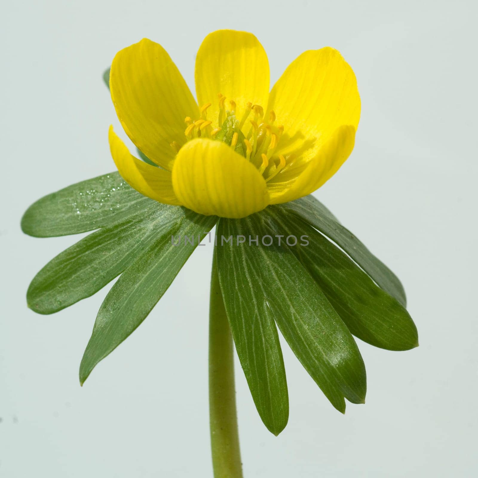 Winterling, Eranthis, hyemalis, -