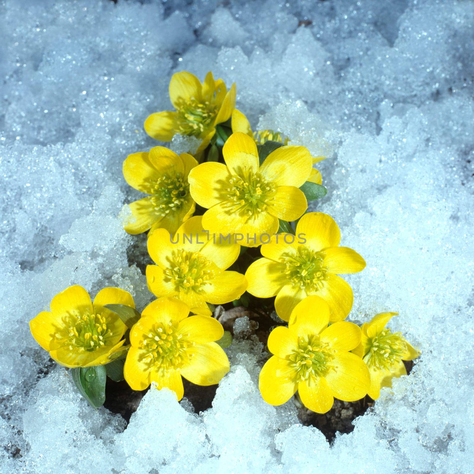 Winterling, Eranthis, hyemalis, -