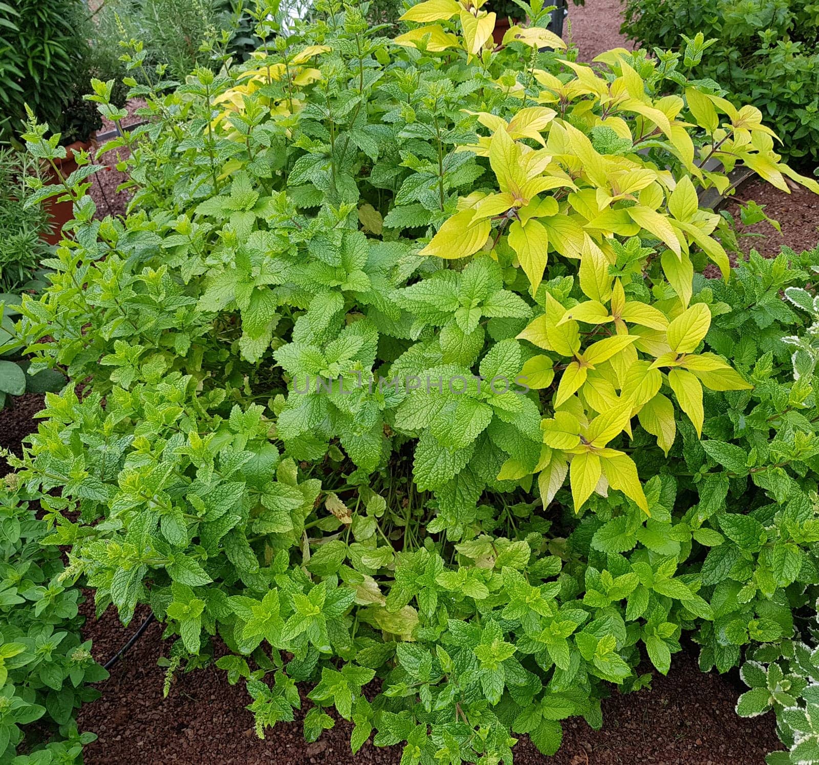 Kraeuter Mix im Topf mit Pfefferminze und Salbei, Zitronenmelisse sind wichtige Kraeuter- und Heilpflanzen. Herb mix in the pot with peppermint and sage, lemon balm are important herbal and medicinal plants.