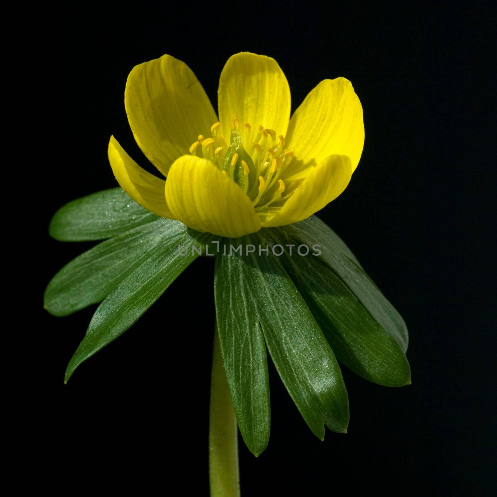 Winterling, Eranthis hyemalis