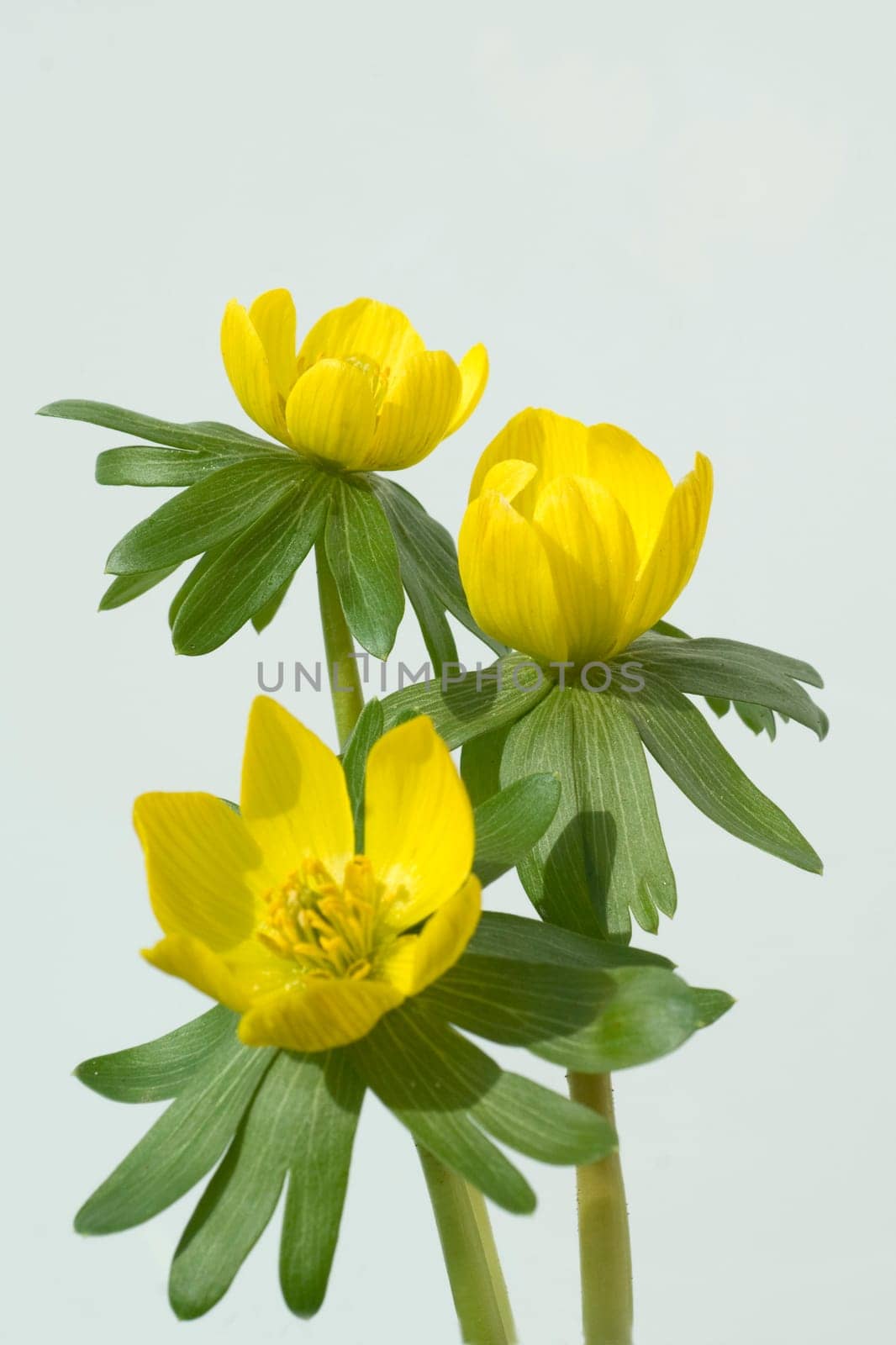 Winterling, Eranthis hyemalis
