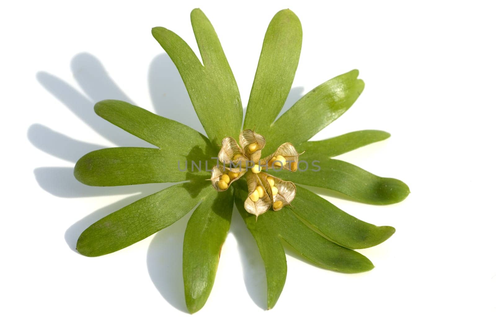 Winterling, Eranthis, hyemalis, Samen